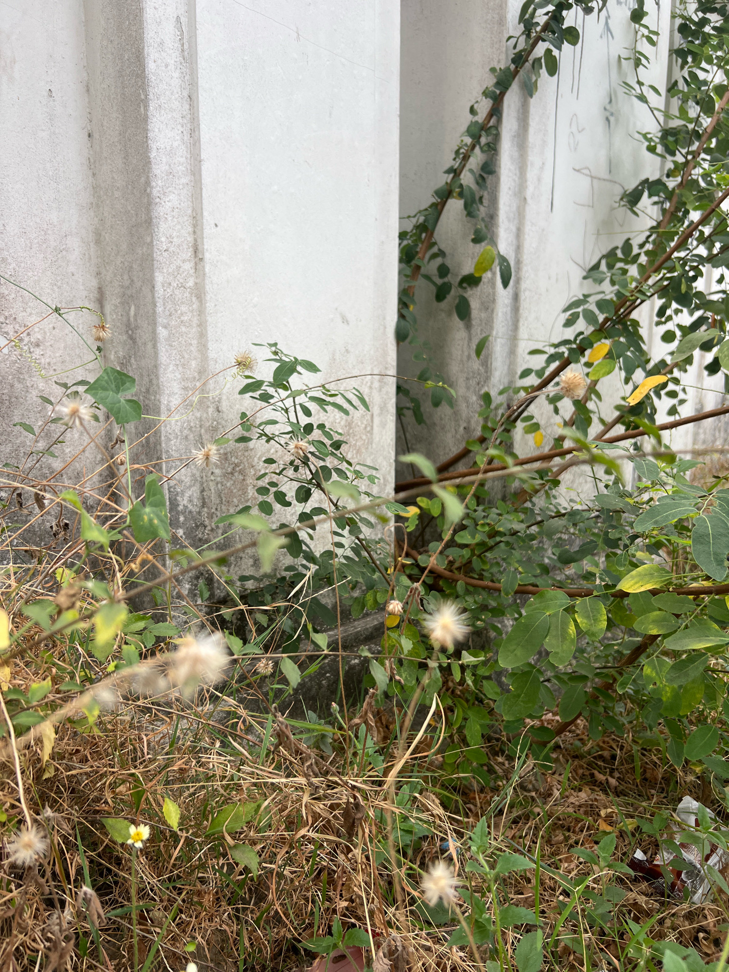 The image captures a close-up view of overgrown vegetation and dry grass against a textured, off-white concrete wall with vertical indentations. The wall appears weathered and stained. Several types of plants are visible, including leafy green bushes and thin, vine-like stems with dried seed heads. A single small white flower with yellow stamens is present in the lower center of the frame, nestled within the dry grass. The scene suggests an unmaintained outdoor area, possibly an alleyway or the side of a building. The lighting indicates it is daytime, with soft shadows. The overall impression is one of natural overgrowth in an urban setting, with hints of neglect. Without further context or identifiable landmarks, pinpointing the exact location within Yogyakarta, Indonesia is not possible from this image alone.