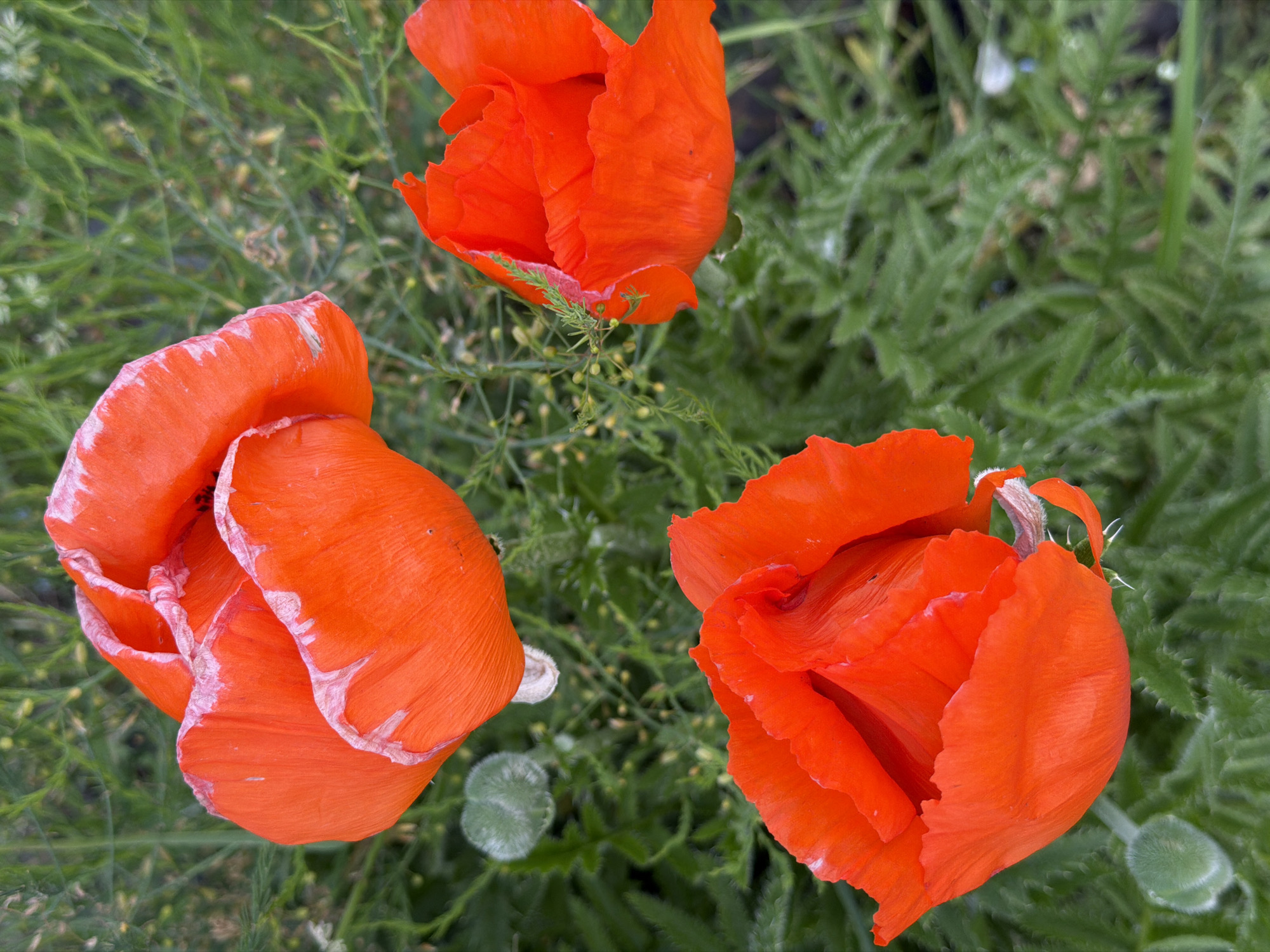 This is a close-up, top-down shot of three bright orange poppies with crinkled petals, set against a background of lush green foliage. The poppies are the clear subjects, with their vibrant color and delicate texture being the focal point. One poppy is in the top center, slightly blurred, while another is in the lower left, and the third is in the lower right, both of these being more in focus. The petals of the poppies show signs of age, with some white or lighter orange markings around the edges, suggesting they may be past their peak bloom. Small green buds and delicate stems are visible amongst the poppy petals and weaving through the background greenery. The overall impression is one of natural beauty and the fleeting ephemeral quality of flowers. The scene appears to be outdoors in natural light, likely during the daytime. The location is Chaikovsky, Russia, a city known for its natural scenery. There is no text visible in the image.