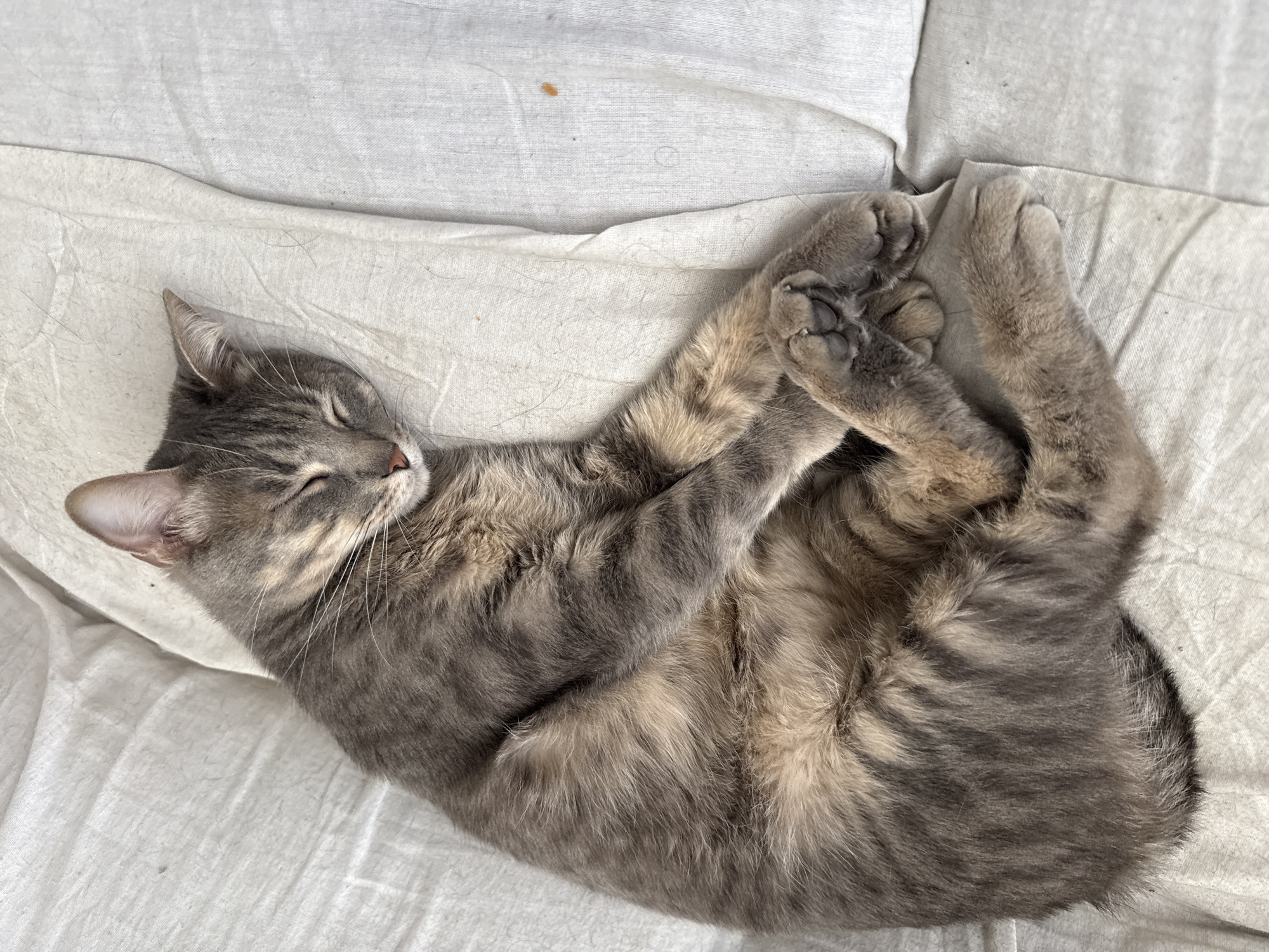 A domestic cat is depicted sleeping peacefully, curled up on a wrinkled white fabric surface, likely a bed sheet or blanket. The cat is a gray tabby, characterized by its varied shades of gray fur with darker stripes and lighter, almost tan-colored, patches. Its eyes are gently closed, and its head is resting, with its pointed ears visible. Long, delicate white whiskers extend from its muzzle, which also shows a small, pink nose. The cat's front paws are tucked close to its body, revealing the dark, soft pads of its toe beans. The white fabric surface has some texture, folds, and appears to have a few stray hairs, possibly from the cat, and a small, faint orange-brown spot. The lighting is soft and diffused, creating a serene and calm atmosphere. The image captures a moment of deep rest, with no other subjects or visible text present.