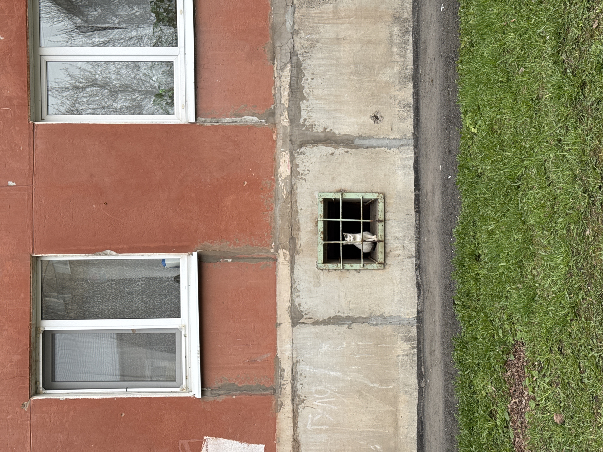 The image depicts an outdoor scene featuring a building wall and adjacent ground in Izhevsk, Russia. The main subject is a white cat with visible ear markings, peering out from behind a square green metal grate. The grate is set into a light grey concrete wall or foundation, which shows signs of weathering and cracking.
To the left of the concrete section is a reddish-brown textured building wall, featuring two white-framed windows. The upper window reflects the image of bare tree branches against an overcast sky, suggesting a cloudy day. The lower window is also white-framed, showing a glimpse of an interior.
To the right of the concrete wall and the cat's grate, there is a narrow strip of dark ground, possibly asphalt or dirt. This strip borders a vibrant patch of green grass that occupies the right side of the frame. The cat appears curious or watchful as it looks out from its position. No people or visible text are present in the image.
