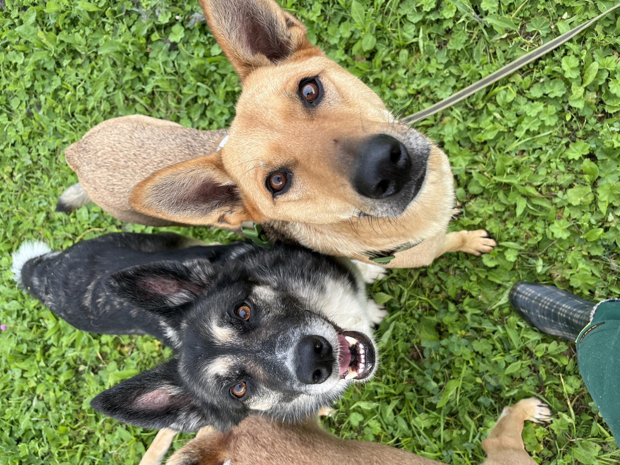 A high-angle shot shows three dogs in a grassy area. The dog on the left is black and gray with tan markings around its eyes and muzzle. It is looking up with its mouth open, showing its teeth. The dog on the right is tan with large ears and is also looking up at the camera. Partially visible on the left is a tan dog's head and on the right, a tan dog's back. A person's green-clad leg and foot wearing a plaid boot are visible in the lower left corner. The setting appears to be a park or backyard. The presence of green grass and clover suggests an outdoor location, likely during warmer months. There are no discernible landmarks that would place this scene specifically in Nizhny Tagil, Russia.
