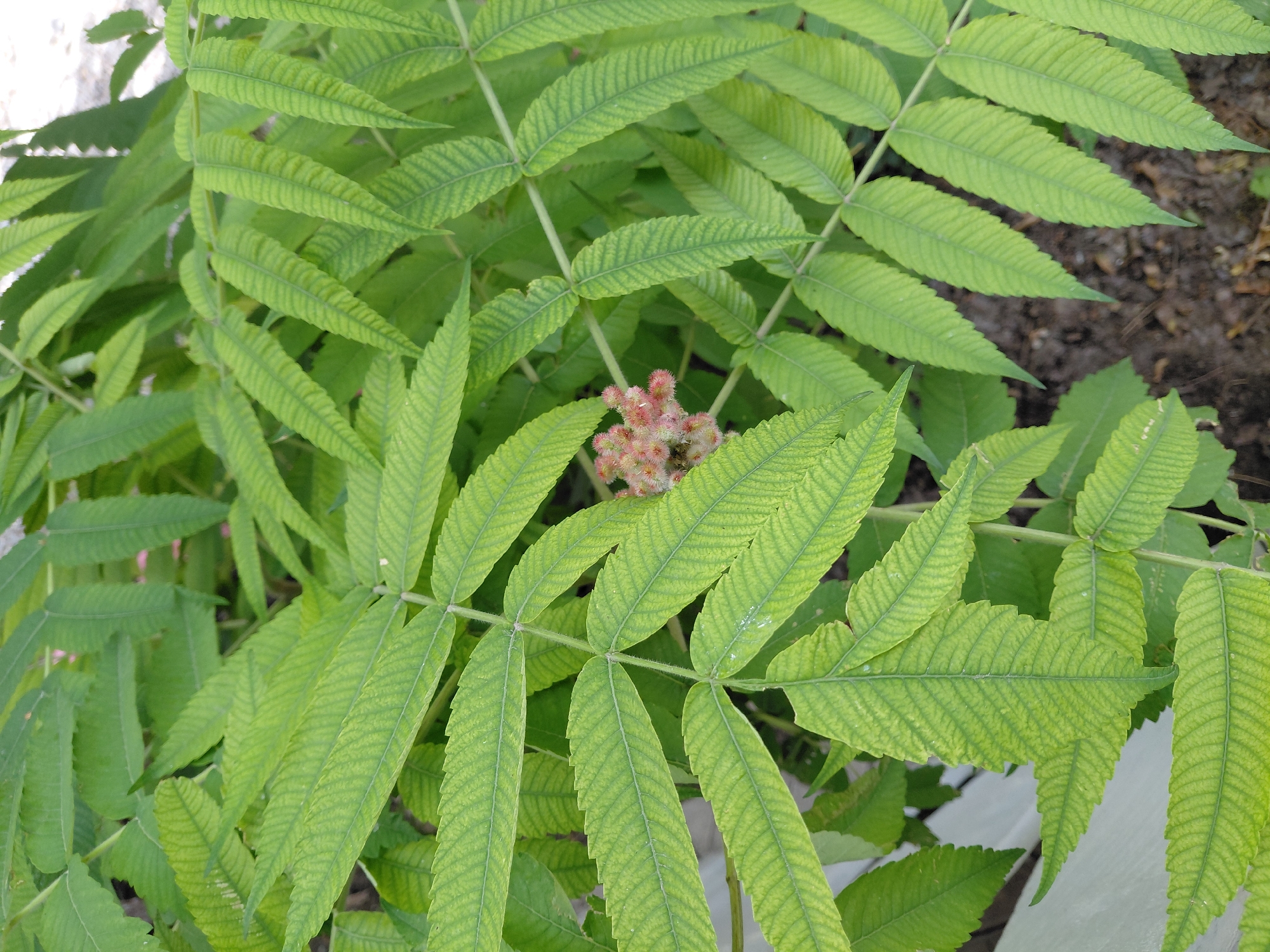 The image is a close-up, eye-level shot of the compound leaves of a plant, likely a tree or shrub, with a small cluster of pinkish, fuzzy seed heads visible in the center. The leaves are elongated, serrated, and a vibrant green with visible veins. The background consists of more foliage and dark soil. The scene appears to be outdoors. The specific location in Akshi, Kazakhstan, cannot be determined from the image alone.