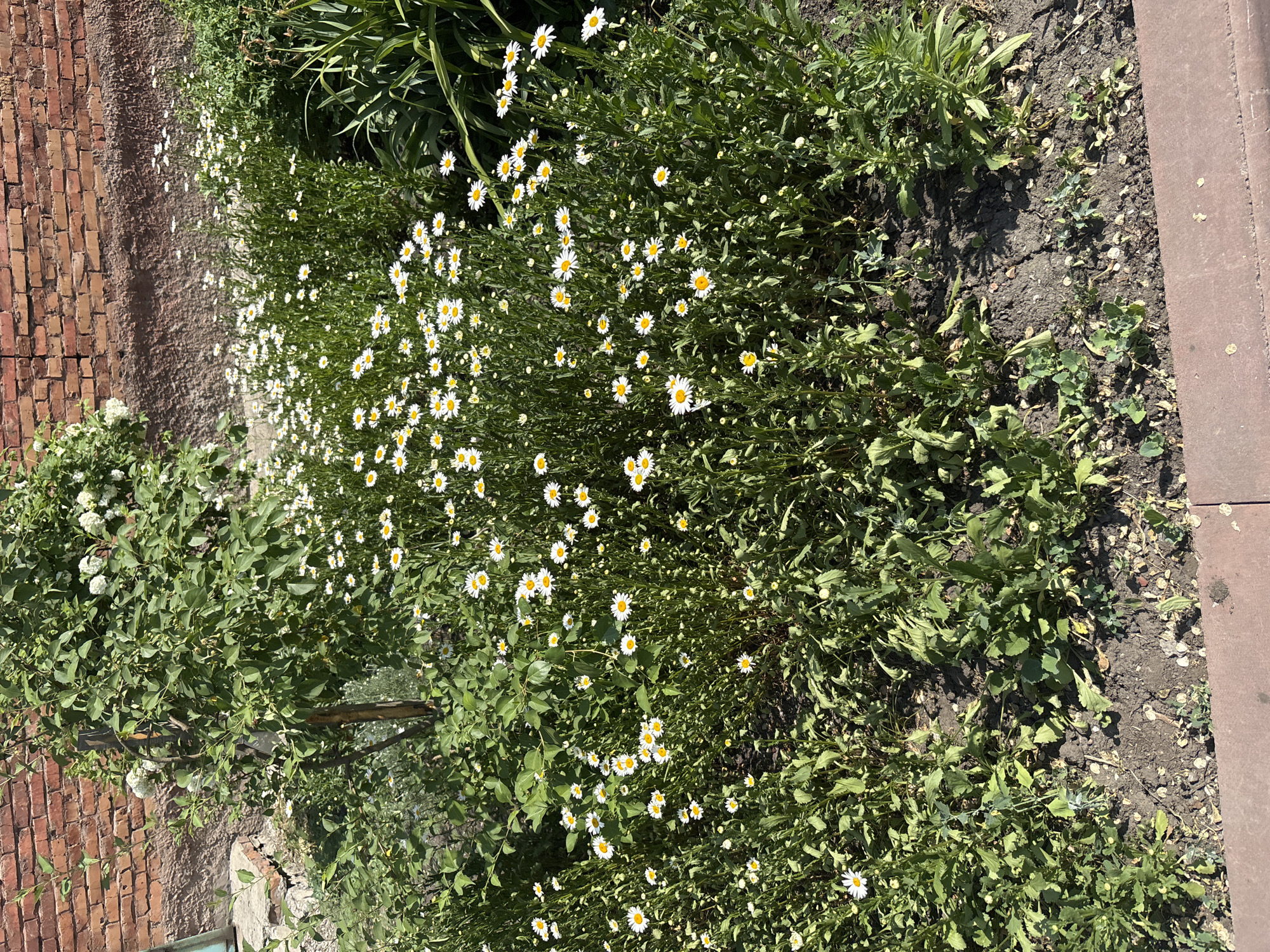 The image depicts a dense patch of white daisies with yellow centers, growing in a garden bed. The flowers are a mix of fully bloomed and budding. They are interspersed with green foliage and some taller, darker green plants are visible to the right. In the background, a brick wall runs horizontally, showing signs of age and weathering. To the left of the wall, a portion of a grey concrete structure is visible. The ground in the foreground is dark soil with some scattered debris. The scene appears to be outdoors, likely in a residential or public garden setting. The location is specified as Inskoy, Russia.
