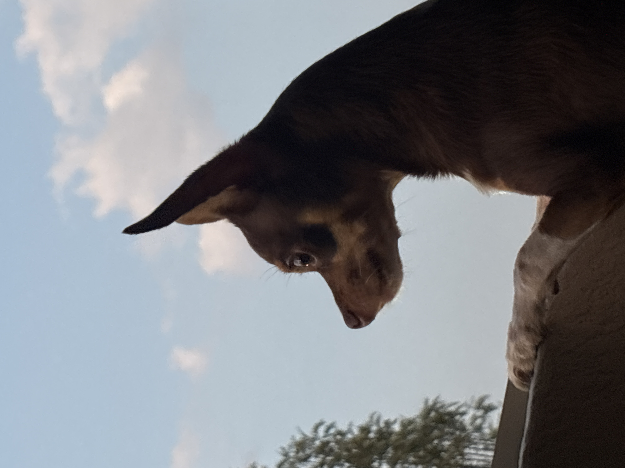 A low-angle shot depicts a brown dog perched atop a ledge, possibly a roof or balcony. The dog's head and upper body are in the frame, with its gaze directed downward. The background shows a partly cloudy sky and the tops of trees. The photo's perspective suggests it was taken from below, looking up at the dog. There is no verifiable information to support that the photo was taken in the city of Puebla, Mexico.