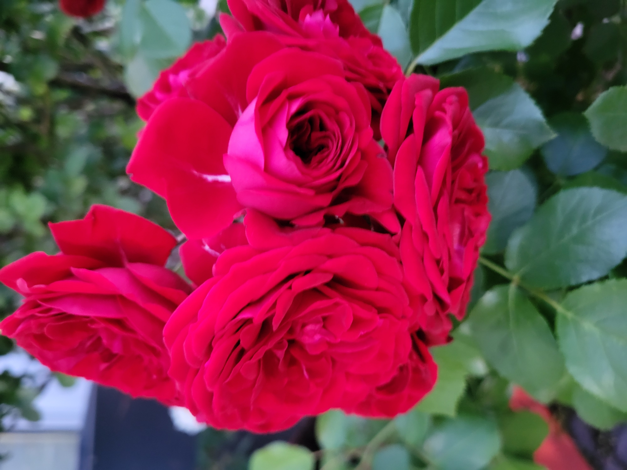 A cluster of vibrant red roses blooms against a backdrop of green foliage. The roses are in various stages of opening, with some petals tightly furled and others unfurling to reveal their intricate centers. The lighting suggests it is daytime, possibly late afternoon, with soft shadows and highlights accentuating the texture of the petals. The background is softly blurred, indicating a shallow depth of field that keeps the focus on the flowers. There is no indication of human presence or specific location within the city of Horishni Plavni, Ukraine.
