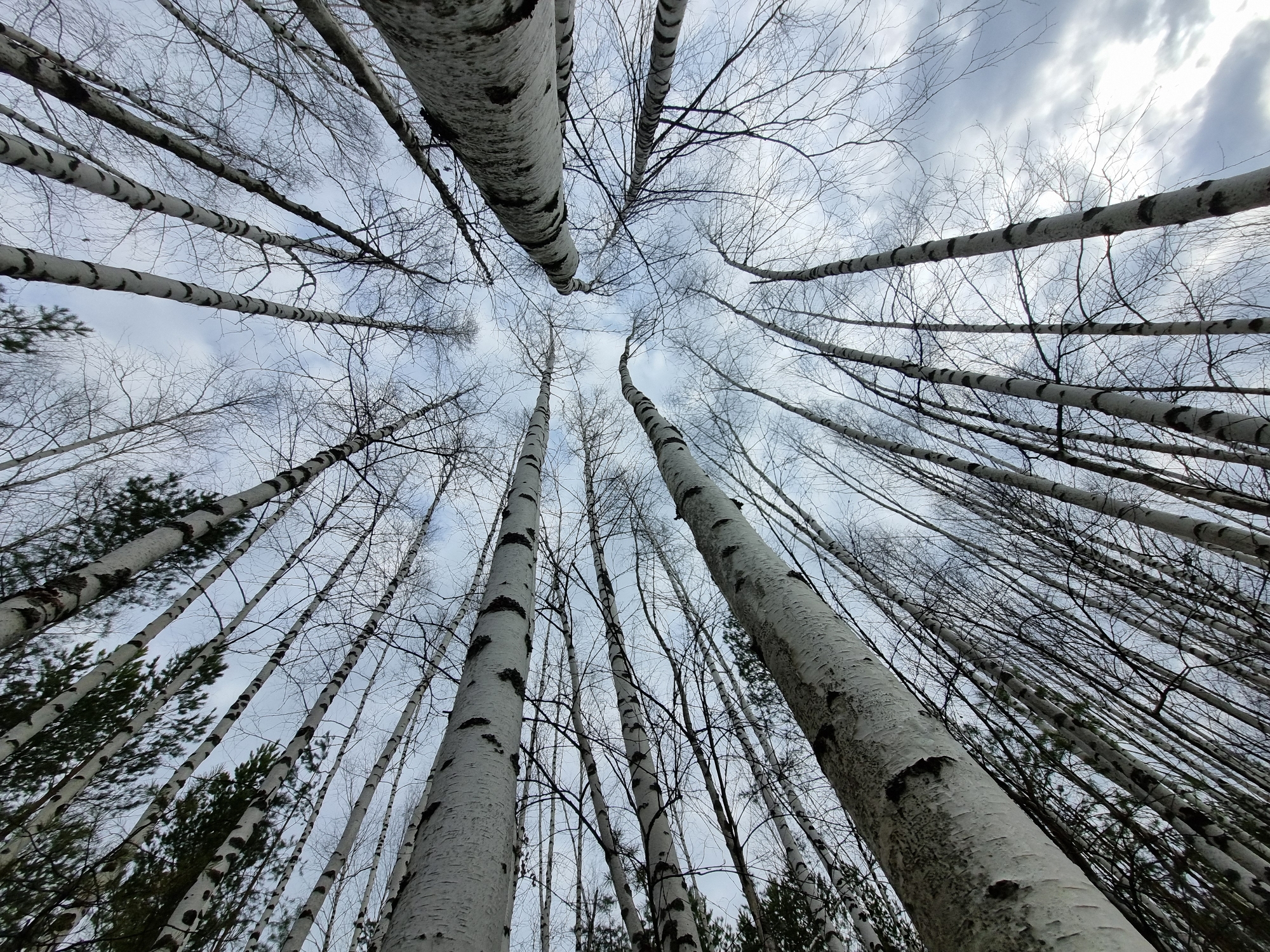 The image shows a low-angle view looking upwards through a dense birch forest in Kemul, Russia. The birch trees are characterized by their white bark with black markings, typical of the species. Most trees lack leaves, suggesting it is late autumn or winter. The sky is overcast with light grey clouds. Evergreen trees are visible at the bottom, providing a partial understory. The overall impression is of a natural environment with the stark beauty of leafless trees against a muted sky.