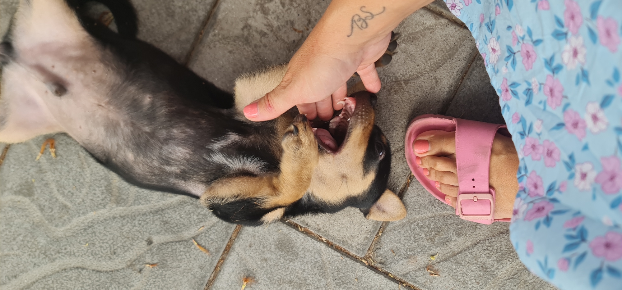 A puppy with dark fur and tan accents lies on its back on a tiled surface, mouth open, with a person's hand near its mouth. The person has painted fingernails and a tattoo on their wrist. The person wears a light blue dress with a purple floral pattern and pink sandals. The environment suggests an outdoor setting, and a tiled surface is visible, possibly a patio or courtyard. The location is unspecified but can be inferred to be in Vietnam.