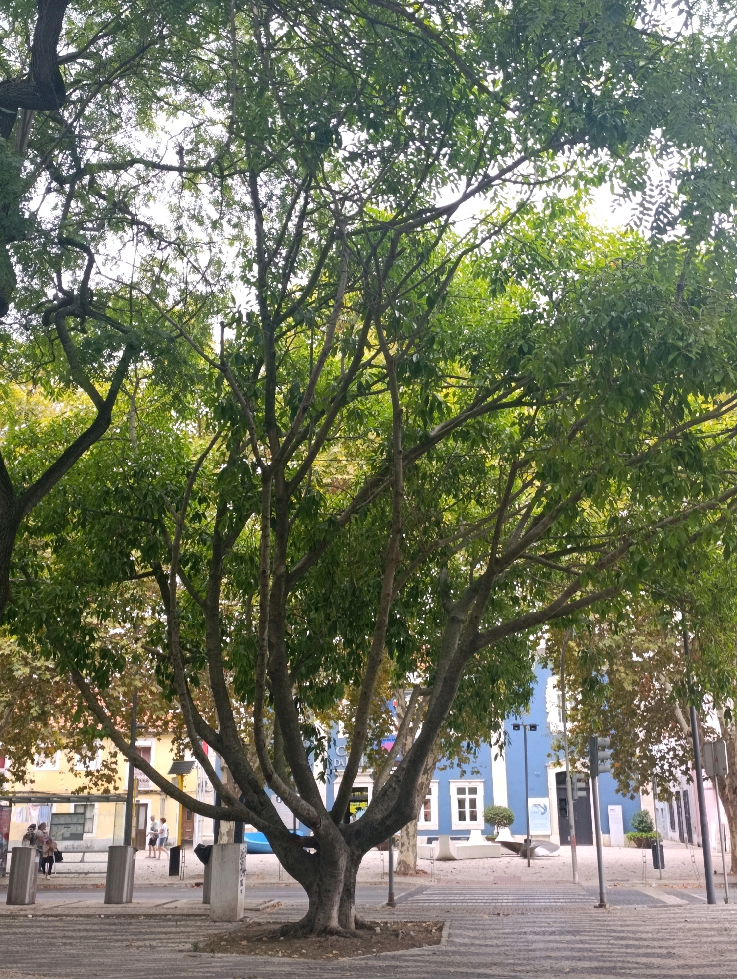 A medium shot captures a large tree with green foliage in the foreground, its branches spreading widely and obscuring much of the sky. The tree's trunk is thick and gnarled, with several prominent branches emerging from its base. Beyond the tree, a city street is visible. On the left, a yellow building with multiple windows and a red-tiled roof is partially obscured by the tree. Further back, a bright blue building with white-trimmed windows stands prominently. Several people are walking on the sidewalk in front of the buildings. The ground in the foreground is paved with textured gray tiles. The scene appears to be a public urban space in Setúbal, Portugal, possibly near the Mercado do Livramento, given the architectural style of the buildings and the presence of a blue and white sign that may indicate a local establishment.
