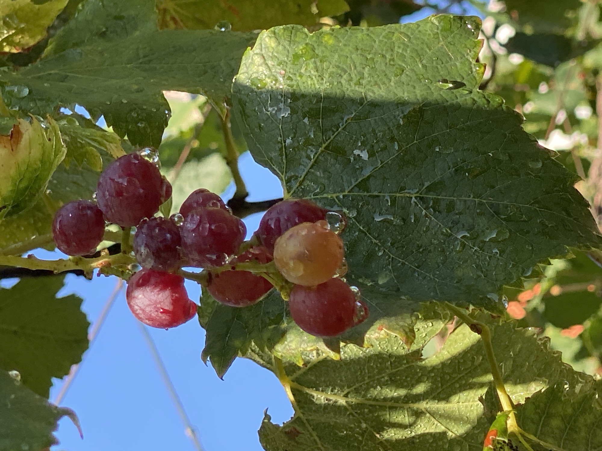 A close-up shot captures a cluster of red grapes, some appearing slightly golden, hanging from a vine against a bright blue sky. The grapes and the large, green leaves of the vine are adorned with numerous water droplets, suggesting recent rain or watering. The scene is set in an outdoor environment, likely a vineyard, under natural daylight. The location is identified as Zgrade, Montenegro.