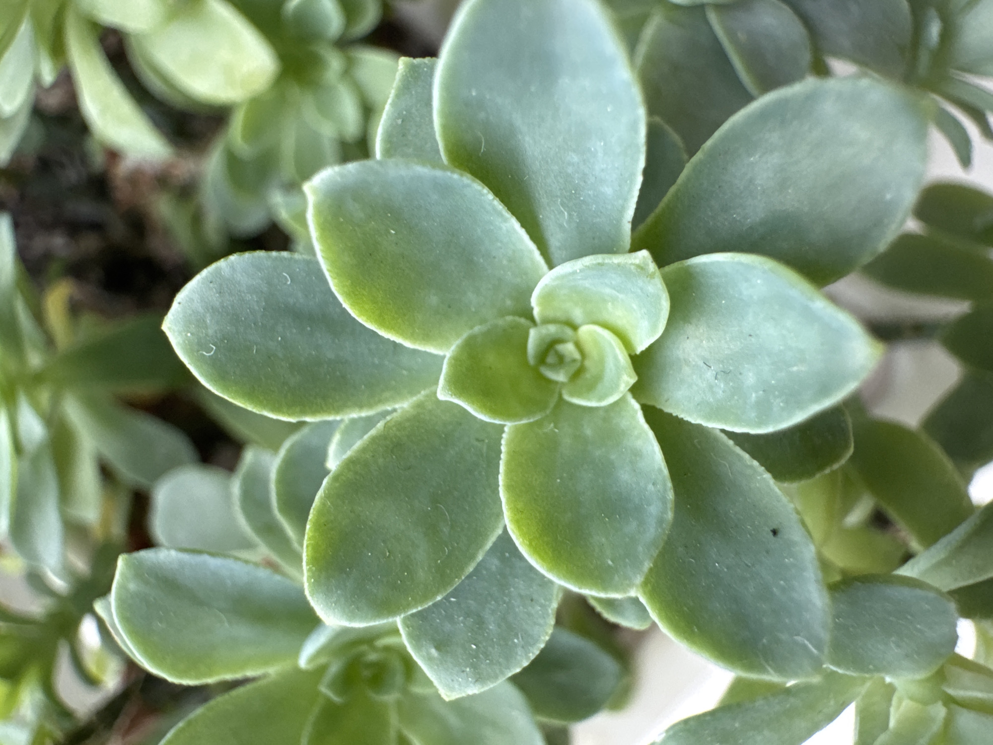 A close-up, overhead view of a succulent plant shows multiple layers of rounded, light green leaves arranged in a rosette pattern. The leaves are fleshy and have a matte texture. The background is blurred, revealing more of the plant and hints of soil. There are no people or specific urban elements visible. The image is a botanical study of the plant's form and texture. The location in Petropavlovsk-Kamchatsky, Russia, is not discernible from the visual information provided.