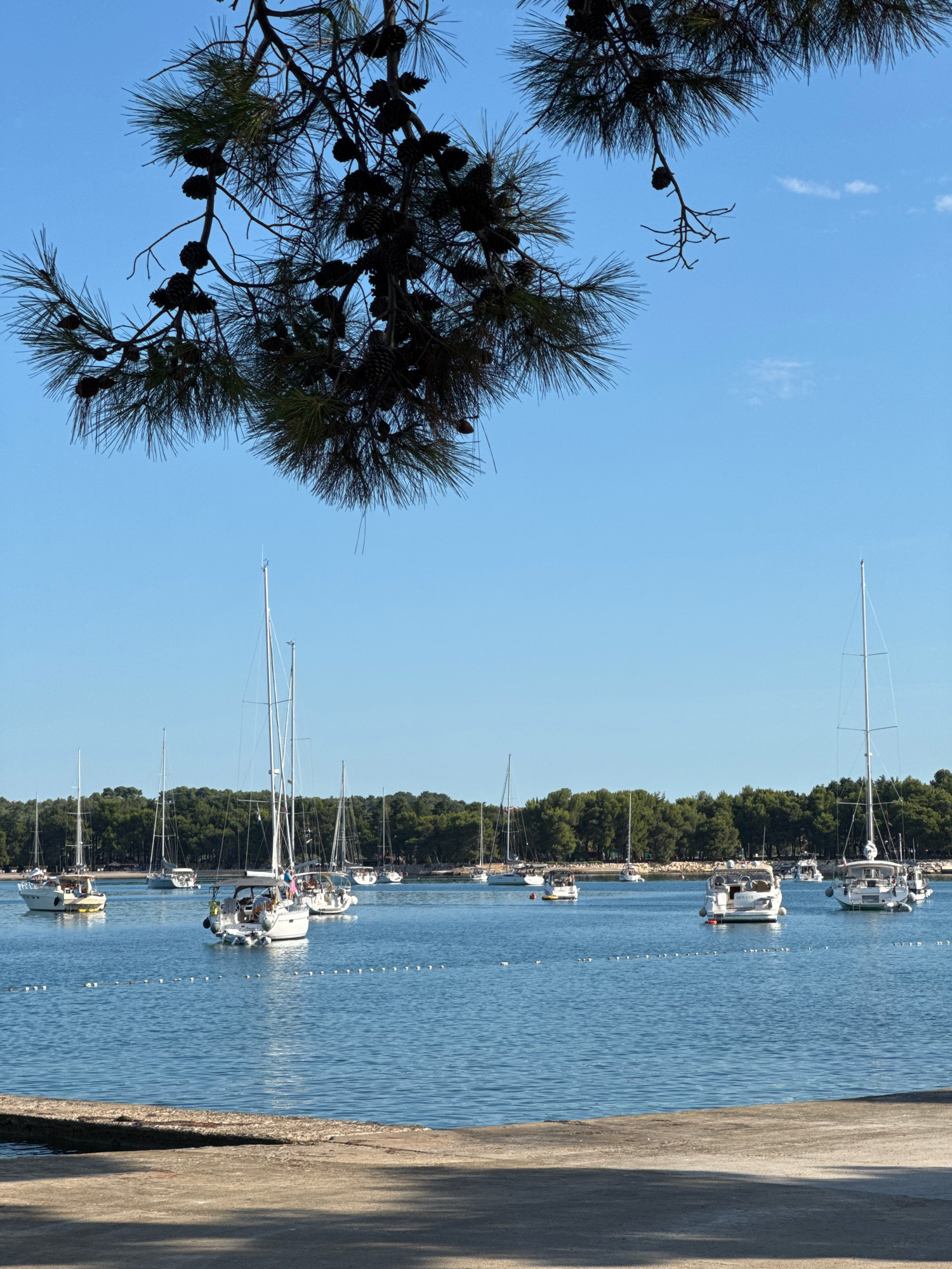 A medium shot captures a serene harbor with numerous sailboats anchored in calm blue waters under a clear sky. A line of buoys demarcates a swimming area in the foreground. Pine branches with cones hang into the frame from the top, casting shadows on the concrete shore and obscuring the view of a few boats. In the background, a dense line of green trees forms the coastline of Grad Novigrad, Croatia. The overall scene is one of peaceful maritime activity.