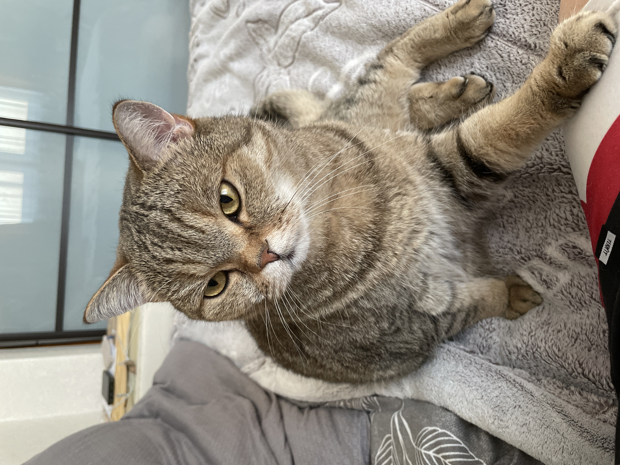 A tabby cat with yellow-green eyes lies on a gray textured blanket, with its paws outstretched. The cat is positioned in front of a window with a dark frame, partially visible in the upper left corner. In the background, there is a glimpse of light-colored interior elements. The location is not specified, and there is no indication of Rakhya, Russia. There is no information provided in the image indicating any people, interactions or actions, other than the cat being on the blanket.