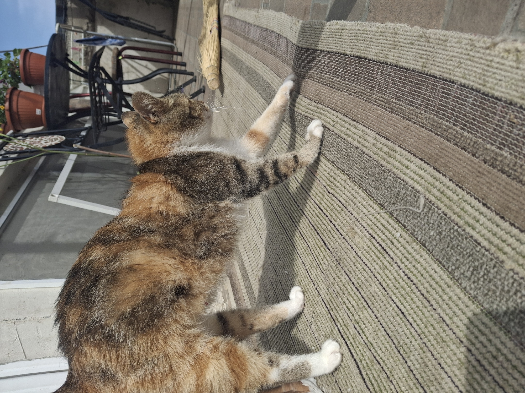 On what appears to be an exterior patio, a calico cat stretches its paws upwards against a vertically-oriented, striped rug. The rug is fixed to a brick wall, possibly a side of a building, and the stripes alternate in shades of beige, brown, and gray. The cat's fur is a mix of orange, black, brown, and white. Its forepaws are white, contrasting with the rug's background. In the background, a table and chairs suggest a seating area. Potted plants are visible to the left, adding a touch of greenery. A broom-like object hangs near the top of the rug.