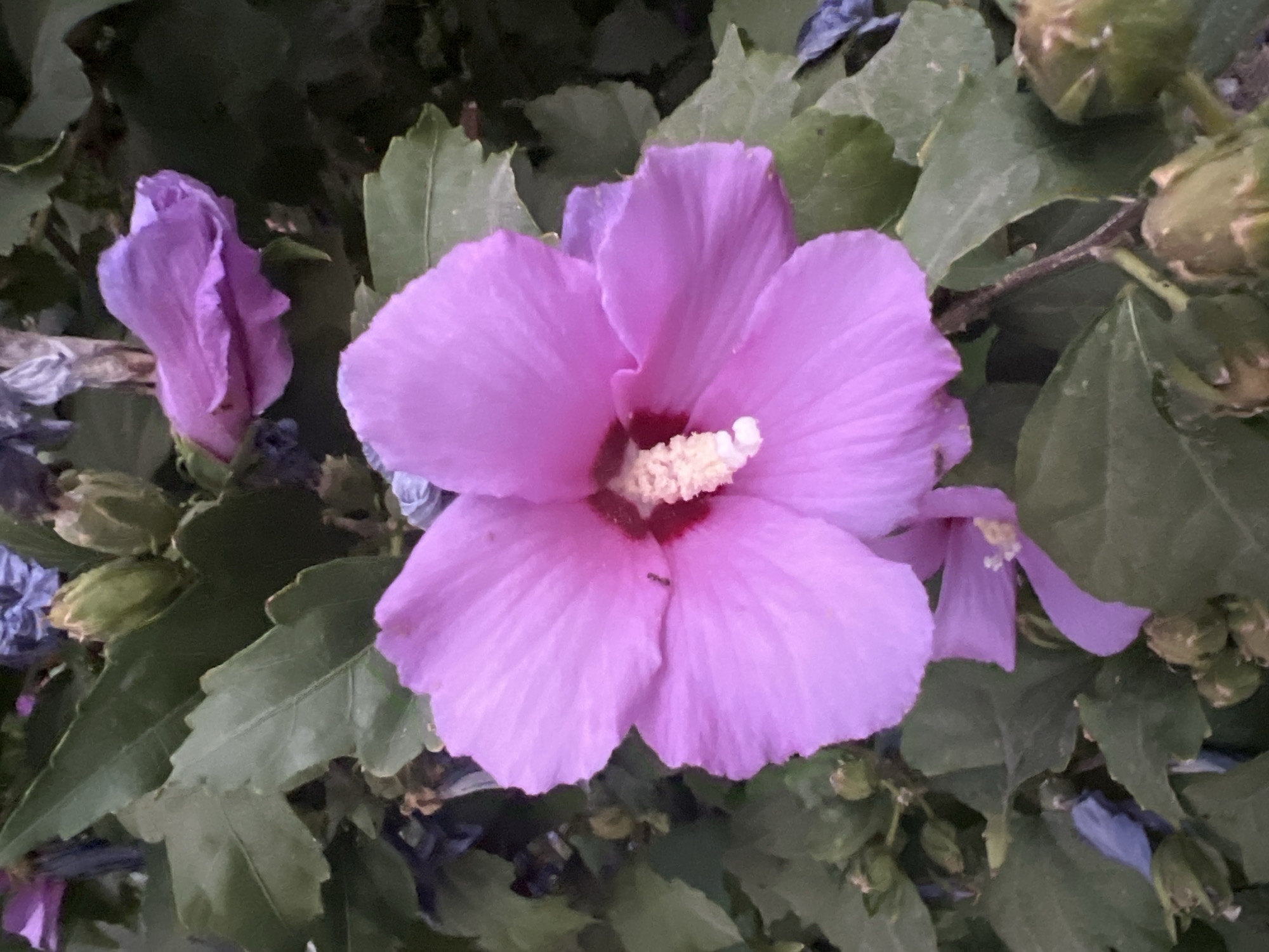 This image is a close-up photograph of a pink hibiscus flower in bloom. The flower has five large, delicate petals with a ruffled edge. In the center of the flower is a prominent stamen with a creamy white tip. The flower is surrounded by lush green leaves and some unopened buds. There are also some faded blue petals visible in the background, possibly from a previous bloom. A small ant is visible on one of the flower petals. The lighting suggests it is either early morning or late evening. There is no indication of a specific location in Tashkent, Uzbekistan, or any people present in the image.