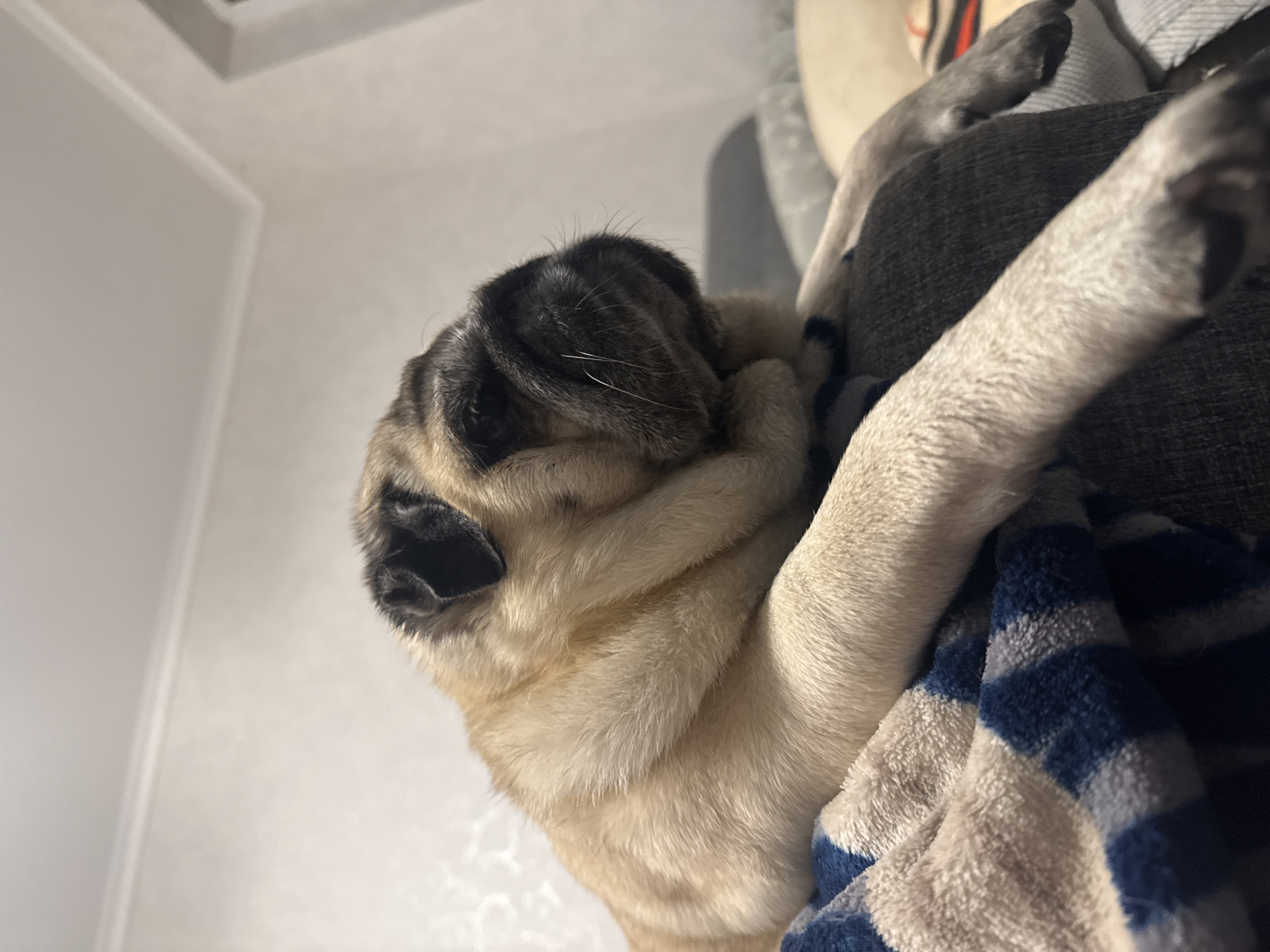 A pug dog is resting on a blanket. The pug has tan fur with black markings around its face and ears. Its body is relaxed, with its head resting on its paws. The pug is lying on a blue and white striped blanket. The background appears to be an indoor setting, with a wall and part of a couch visible. The lighting is dim. There is no indication of the location in Bishkek City, Kyrgyzstan.