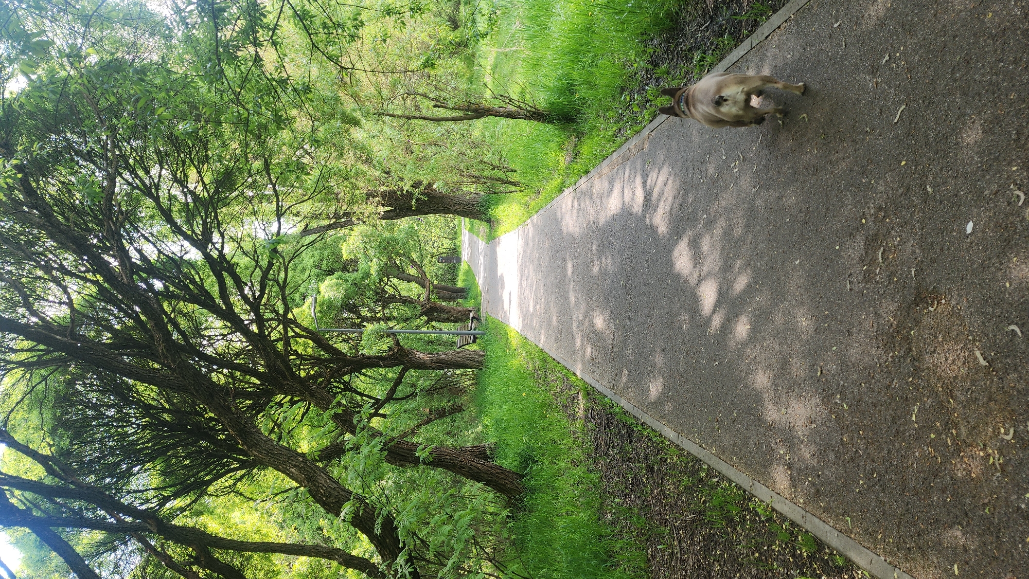 A park scene in Khimki, Russia, shows a paved pathway lined with trees. A dog is walking on the pathway. Sunlight filters through the trees, creating shadows on the path. Grass borders the pathway. A bench is visible along the path.