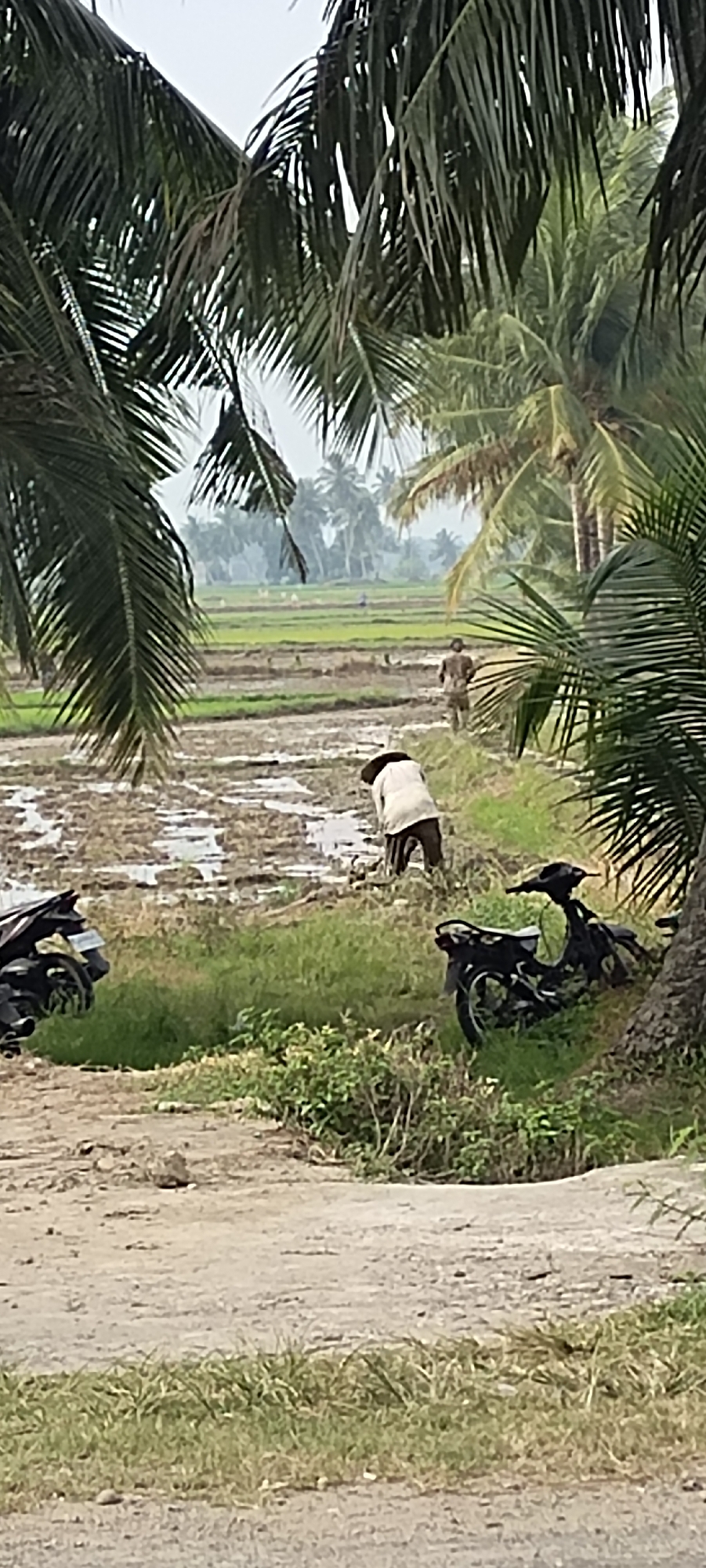 The image depicts a rural scene in Peurupok, Indonesia, characterized by a flooded rice paddy field. Two individuals are present; one, wearing a conical hat and a light-colored shirt, is bent over and appears to be working in the muddy field. Another person, in the background and further into the field, is walking away from the camera. The environment is lush with vegetation, including prominent palm fronds framing the upper portion of the image and green grasses along the foreground. Two dark-colored motorcycles are parked on the side of a dirt path in the foreground. The sky is overcast, and the overall atmosphere suggests a working agricultural landscape.