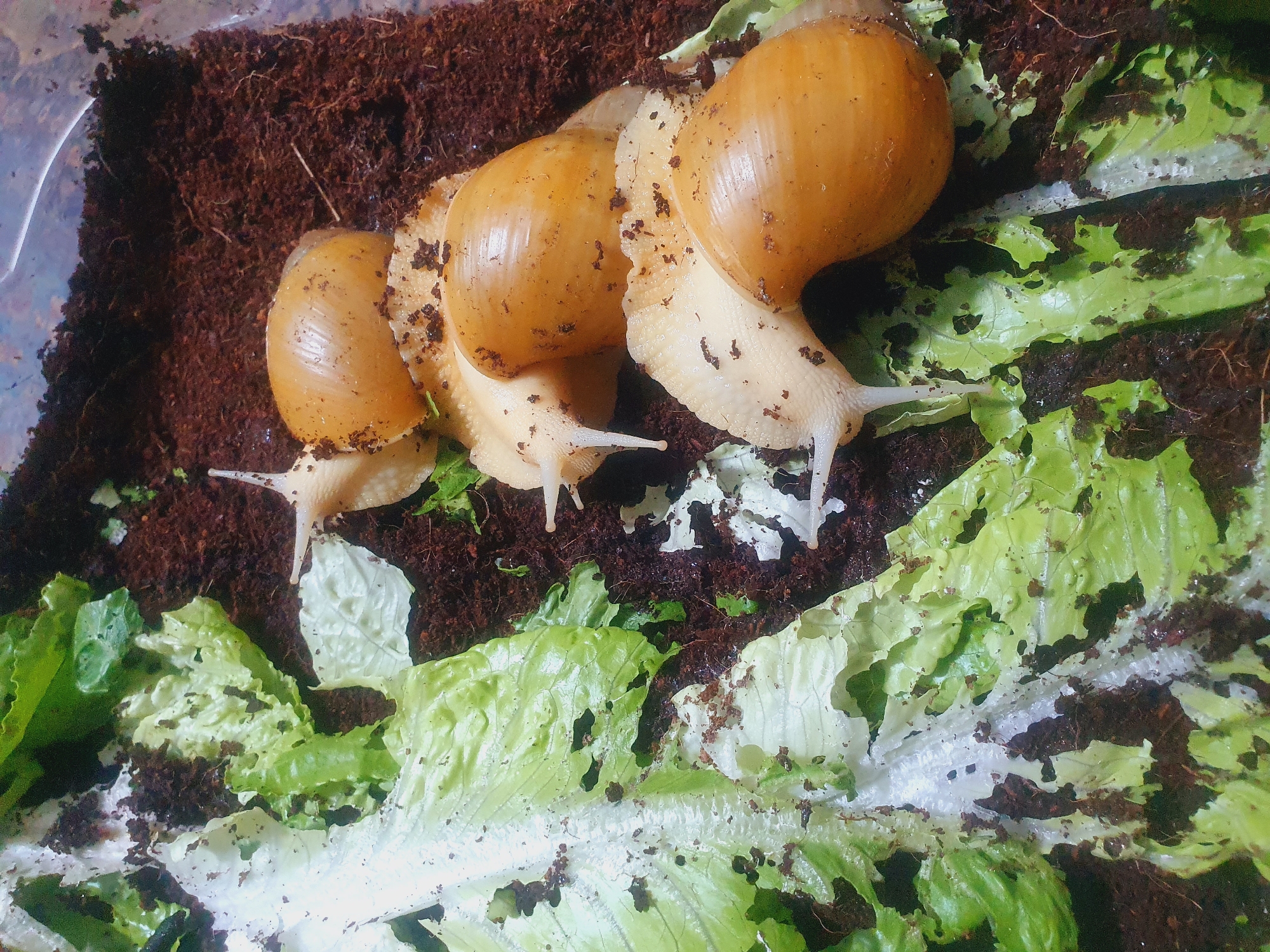 The image shows four large snails with light brown shells and pale bodies on a bed of soil and shredded lettuce. The snails are positioned close together, with their bodies extended and antennae visible. Some of the lettuce appears to have been eaten, with holes and ragged edges. The soil is dark brown and moist, with some organic debris mixed in. The overall environment suggests a terrarium or enclosure for these creatures. There is no discernible location within the city of Shiraz, Iran, as the image is a close-up of the snails and their immediate surroundings, devoid of any identifying landmarks or contextual clues.