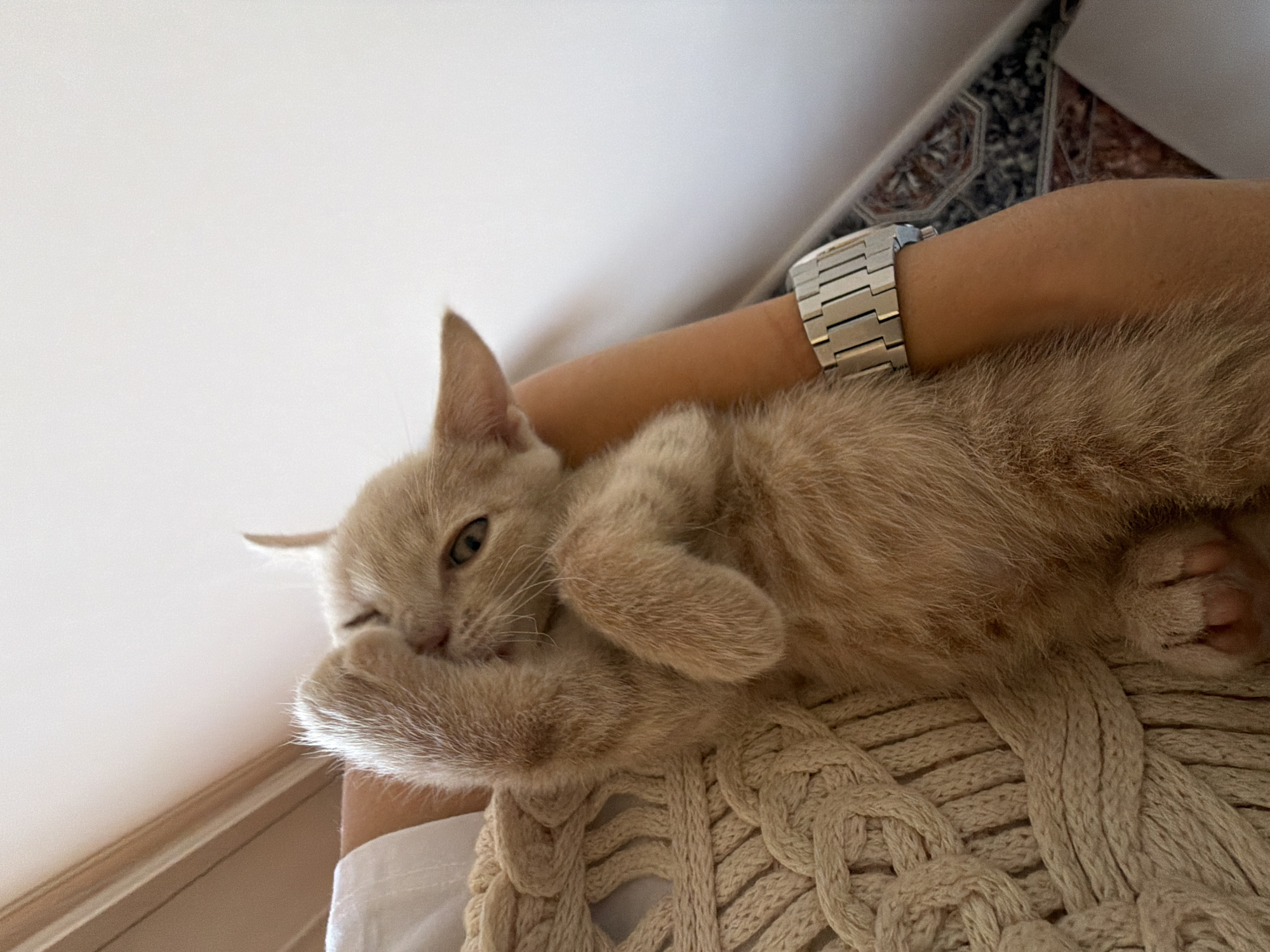 A light-colored kitten is being held by a person, its front paws covering its face. The kitten has light orange fur and large ears. The person is wearing a white shirt and a braided knit sweater. A silver watch is visible on the person's wrist. The background is a plain white wall with a wooden trim near the top. Part of a patterned floor is visible at the bottom right of the image. There is no indication of the location being Moscow, Russia.