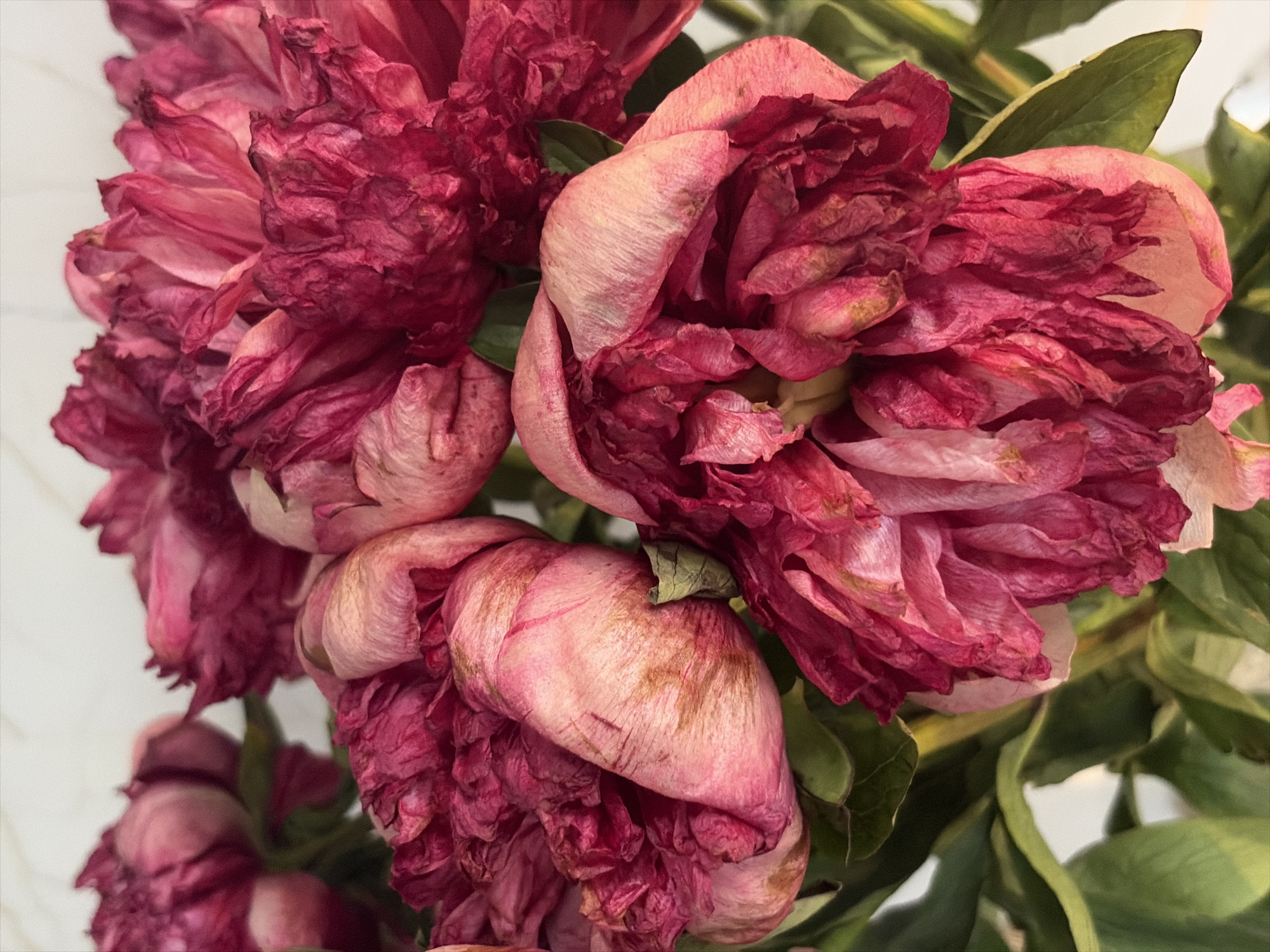 A close-up, eye-level, vertical, medium shot captures a bouquet of wilted peonies. The flowers are a deep magenta and pink, with some petals showing signs of browning and dryness. The petals are layered and ruffled, creating a sense of texture and depth. The background is a soft, out-of-focus white, which makes the flowers stand out. The image is well-lit, with natural light illuminating the flowers from the left. There are no people or animals in the image. The flowers appear to be in a vase, but only the blooms and some green leaves are visible. The overall mood of the image is one of gentle decay and natural beauty. No specific location in Moscow, Russia, can be determined from this image.