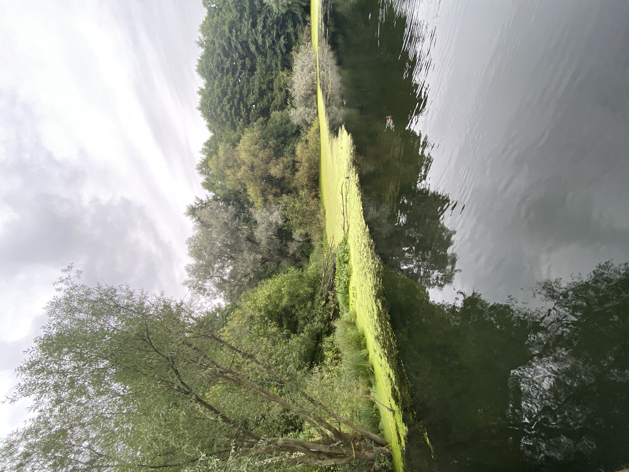 The image depicts a tranquil natural scene at a body of water, likely a pond or lake, in Sobolíkha, Russia. The foreground is dominated by the dark, reflective surface of the water, with gentle ripples disturbing the reflection of the overcast sky and the surrounding trees. A thick layer of vibrant green algae blankets a significant portion of the water's surface along the left and central-left edge of the frame. Beyond the water, a dense line of trees forms the background. The trees are varied in species and height, with lush green foliage in the mid-ground and darker, more established trees forming a thicker canopy further back. A solitary duck can be observed swimming on the water in the middle-right of the image, breaking the stillness of the scene. The overall atmosphere is one of peacefulness and natural beauty, characteristic of a park or natural reserve setting within Sobolíkha.