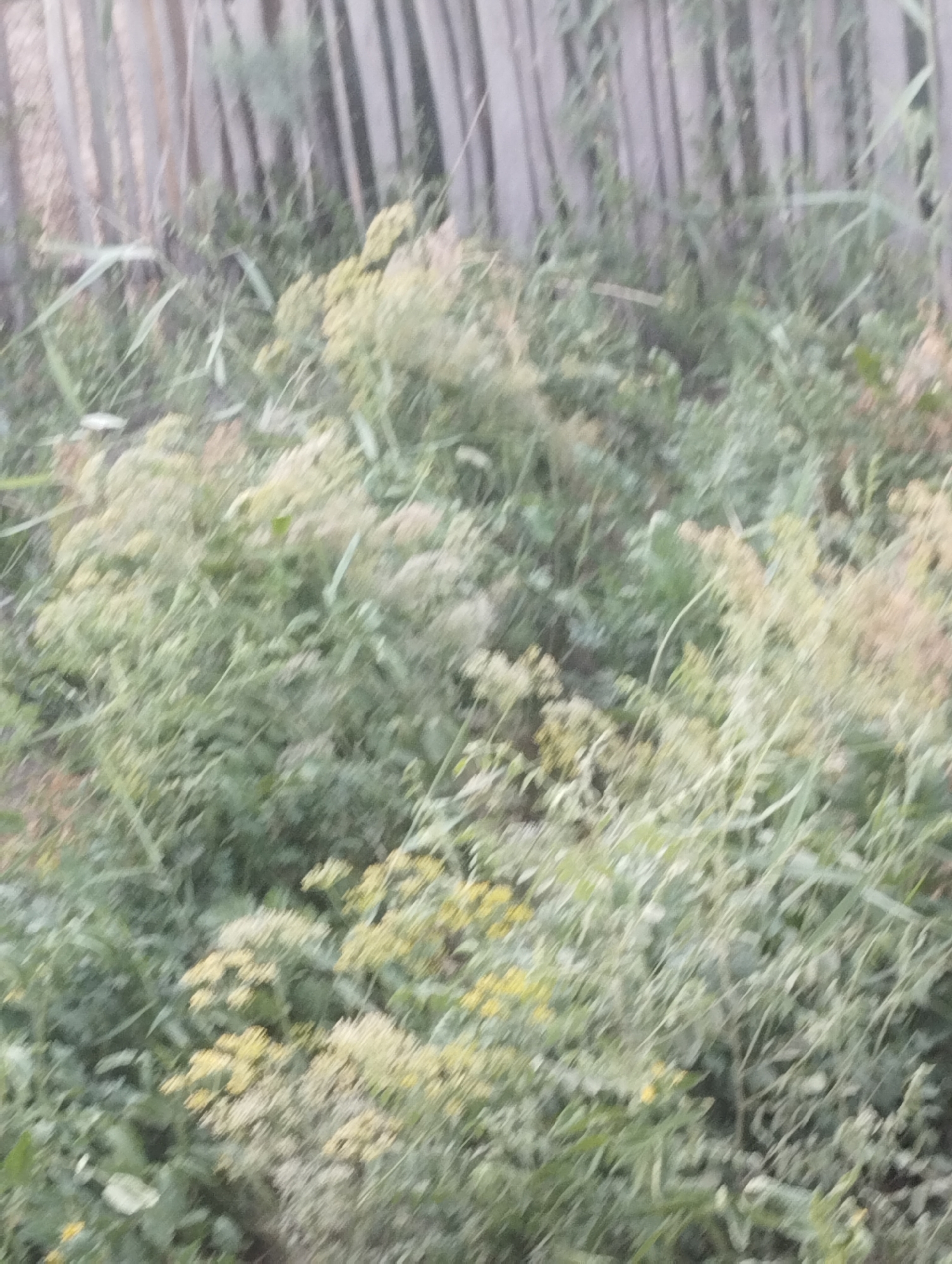 The image depicts a blurry view of dense vegetation in Qanlikul, Uzbekistan. A wooden fence is visible in the background, with vertical planks. The foreground is dominated by green and yellow foliage, possibly wildflowers or weeds, interspersed with tall grass. The lighting suggests it might be daytime, but the blurriness obscures finer details of the scene. There are no people or animals clearly identifiable in the image.