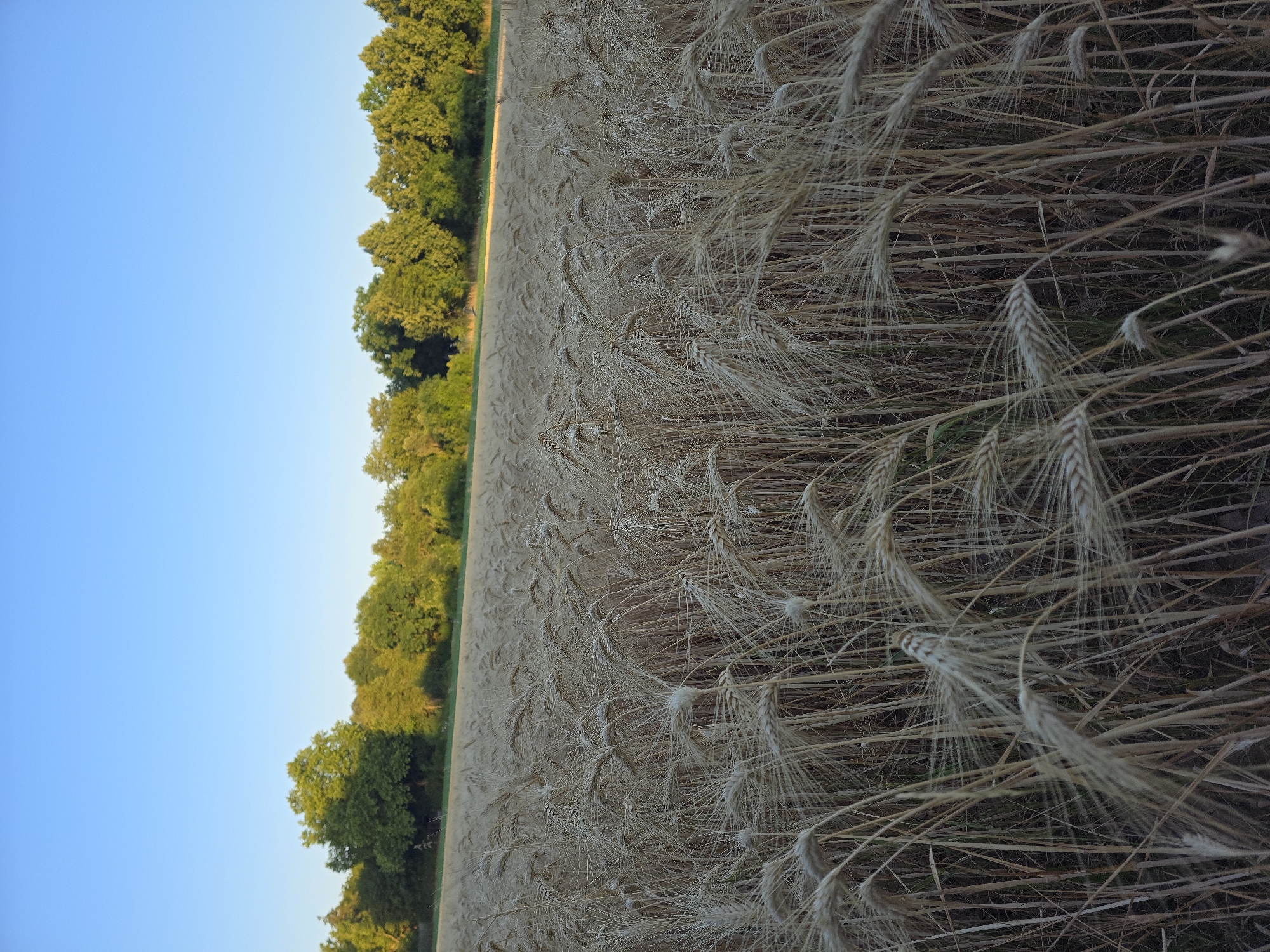 This image depicts a vast field of ripe wheat or barley, with the stalks appearing golden brown and ready for harvest. The field stretches towards a line of lush green trees in the background, forming a natural horizon against a clear, bright blue sky. The lighting suggests it is either early morning or late afternoon, with the sun casting a warm glow on the landscape. The perspective is low, looking up at the sky through the stalks of the crop, creating a sense of immersion. There are no people or animals visible in the scene. This is a rural agricultural landscape, likely located in the outskirts of Worms, Germany, a region known for its fertile plains suitable for grain cultivation.