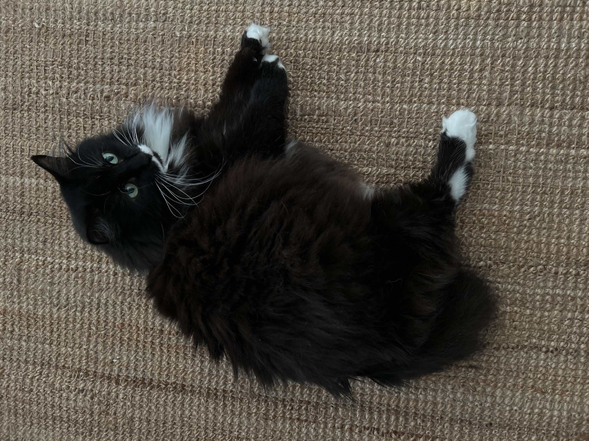 A fluffy, black and white cat is lying on its side on a textured, brown rug. The cat has bright green eyes, a white chest, and white paws. Its long, dark fur is slightly disheveled, and it appears to be relaxed. The rug has a woven texture with strands of light brown and darker brown fibers. The scene is indoors, with no visible background elements to indicate a specific location within a city.
