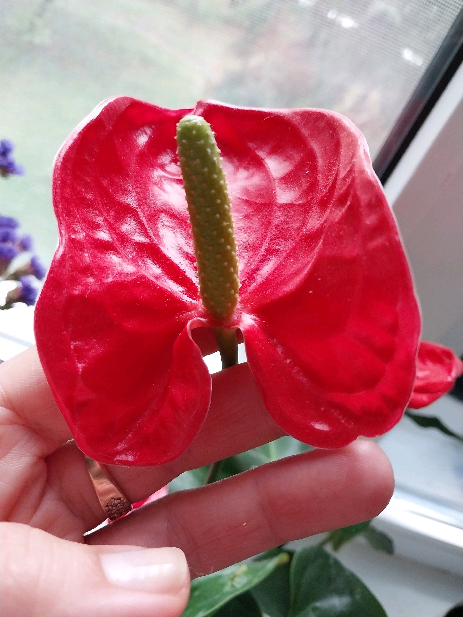 A close-up, eye-level shot shows a person's hands gently holding a bright red anthurium flower and its green spadix. The flower's waxy, heart-shaped spathe is the dominant feature, with delicate veins visible. The spadix, covered in tiny raised dots, emerges from the center. The background is softly blurred, suggesting an indoor setting near a window. Hints of purple flowers and green foliage are visible in the background, along with a window frame. The image is undated and the location in Dnipro, Ukraine, is not discernible from the visual information alone.