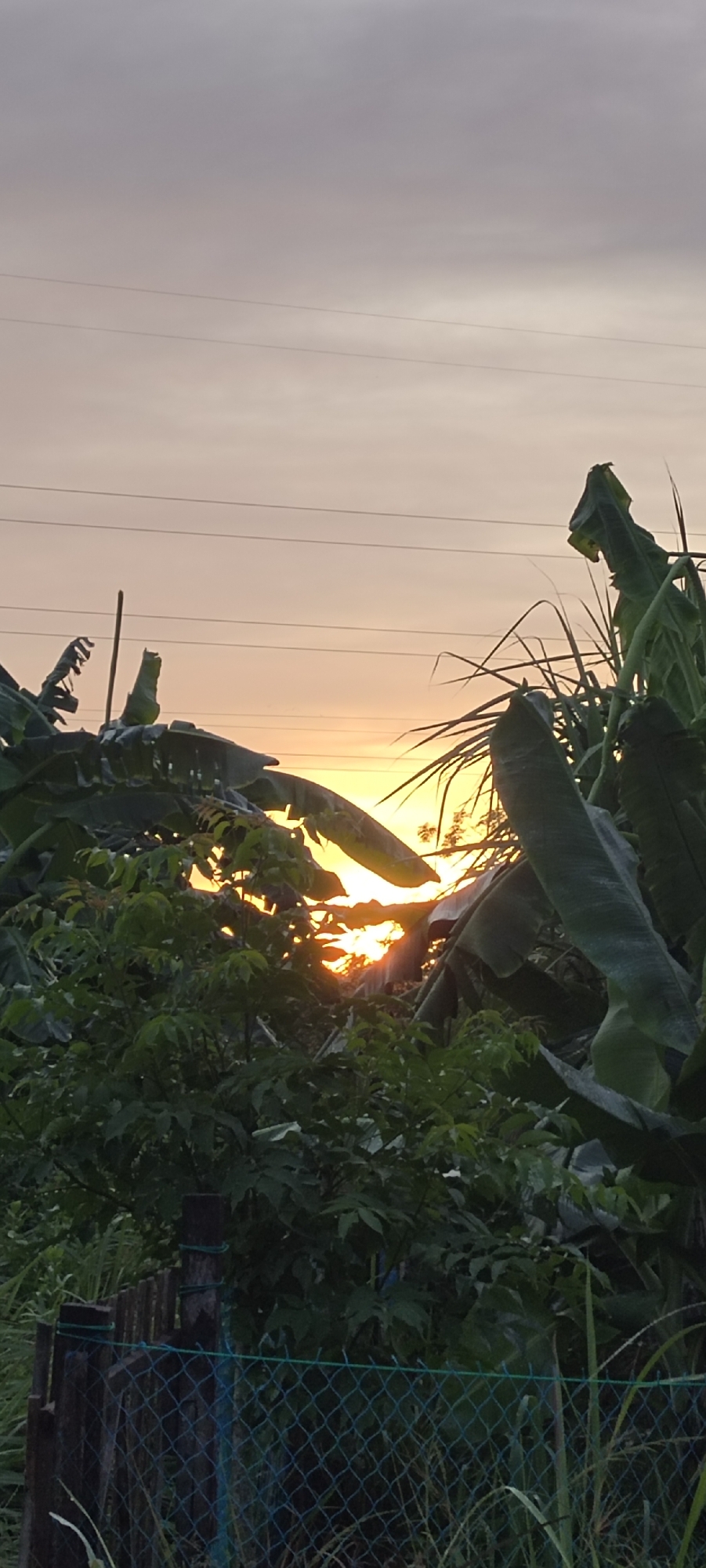 This vertical image, captured in Lhokseumawe, Indonesia, depicts a sunrise or sunset over dense tropical vegetation. The upper portion of the frame features a sky exhibiting a gradient from light grey-purple at the top to soft orange and yellow tones near the horizon. Two thin, dark horizontal wires, likely utility lines, stretch across the sky in the upper-mid section.
The middle and lower sections of the image are dominated by lush, dark green foliage. Large-leafed plants, characteristic of banana trees, are prominent, along with taller, reedy grasses. The bright, yellow-orange disc of the sun is partially visible through gaps in this dense vegetation, creating bright flares and backlighting the leaves, which appear silhouetted in many areas.
In the bottom left foreground, a rustic fence is visible, constructed from dark wooden posts and a green, diamond-patterned wire mesh. Sparse green grass and other low-lying vegetation can be seen immediately around the fence line. No human figures, animals, or discernible actions are present in the scene.