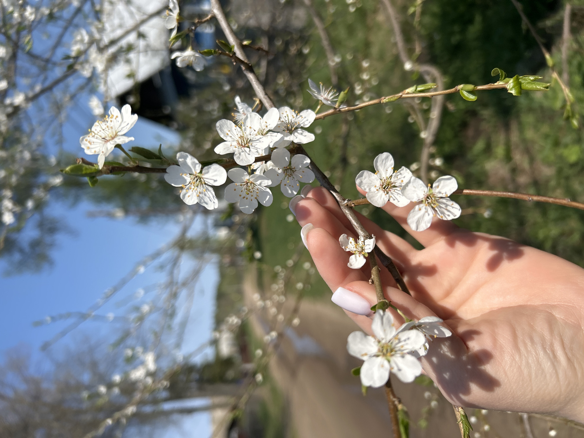 A hand holds a blossoming branch in Chaikovsky, Russia. The branch features delicate white flowers with yellow stamens and small green leaves. The hand has pale skin and a light lavender nail polish on the nails. The background includes a blur of additional flowering branches, green foliage, and indistinct shapes. A patch of blue sky is visible in the upper left corner.