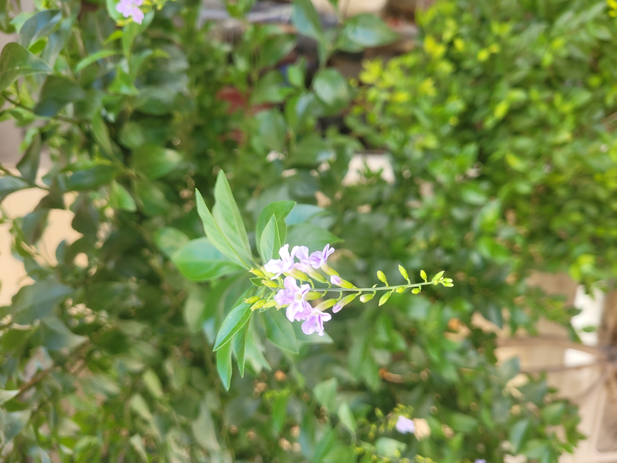 A close-up, slightly downward-angled shot focuses on a cluster of small, pale purple flowers with darker purple veins, emerging from a green stem. The flowers are delicate and star-shaped, with some buds visible below them. The background is a soft blur of lush green foliage, indicating a garden or natural outdoor setting. The lighting suggests daylight, possibly diffused sunlight. While no people are visible, the scene implies an outdoor environment, typical of residential areas or public green spaces within the city of Limassol, Cyprus. The foliage suggests a warm climate, consistent with Cyprus.