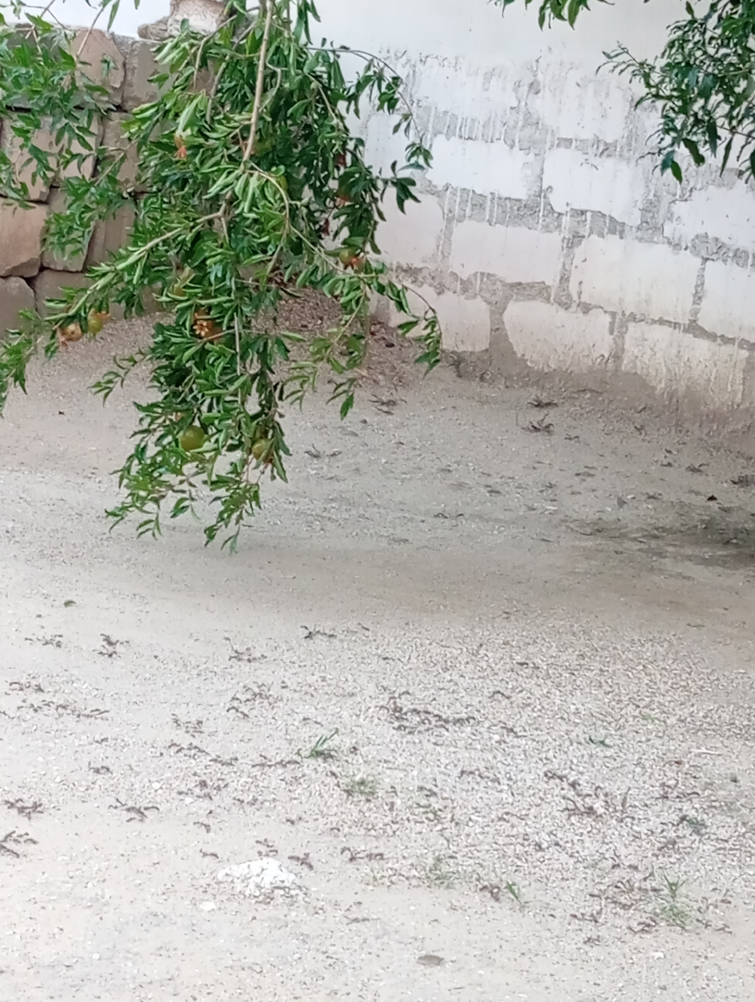 An outdoor, medium-shot, eye-level, natural-light image shows a pomegranate tree with small, developing pomegranates in the foreground. The tree's branches hang down from the upper left and the middle of the frame, with green leaves and a few reddish-brown pomegranate fruits visible. The background consists of a rough, off-white stucco wall constructed of large, rectangular blocks. The ground in front of the wall is covered with light-colored sand and small pebbles. There are no people or animals visible in the frame.