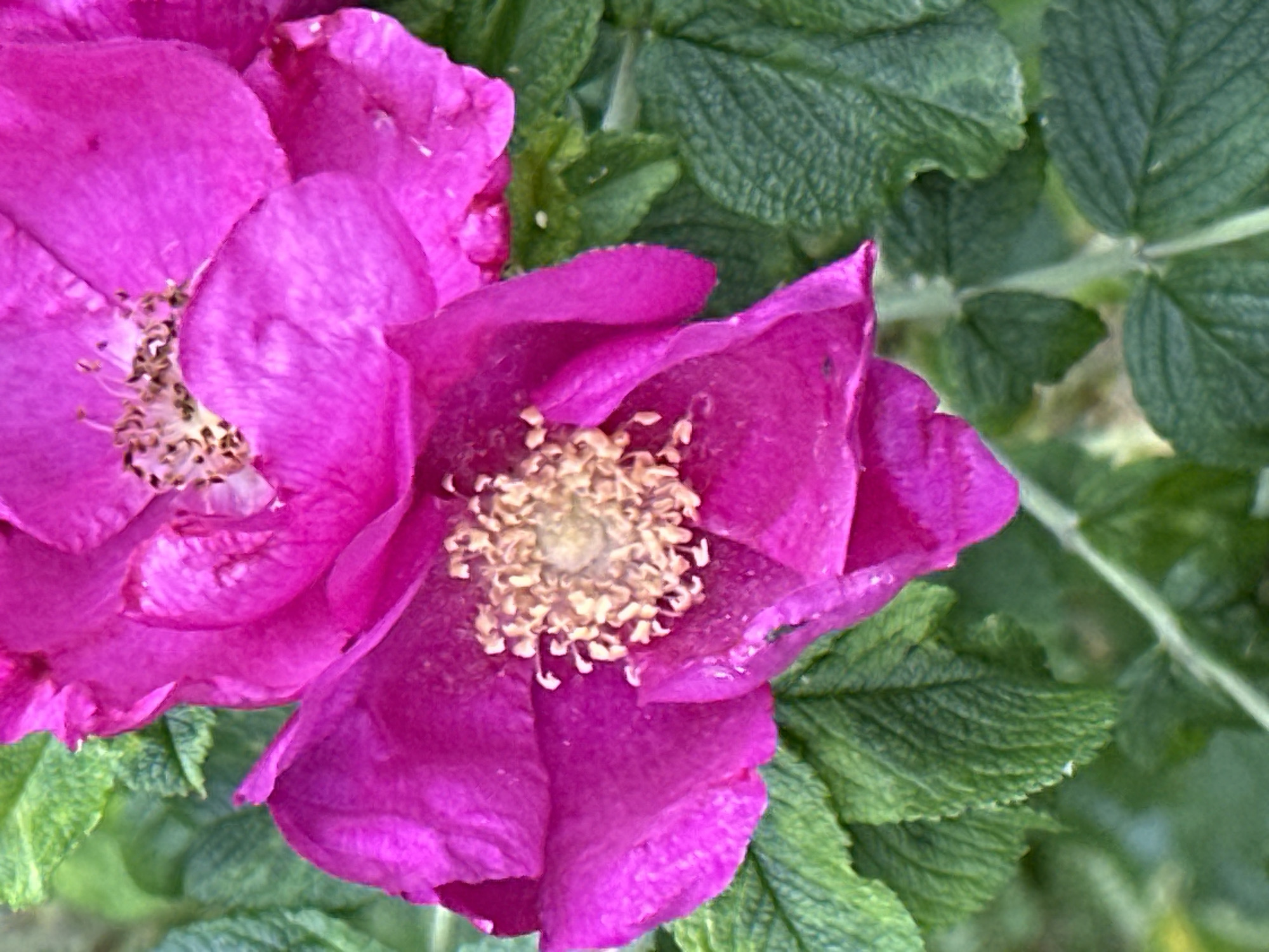 The image is a close-up, vertical, medium shot of two bright pink flowers with green foliage in the background. The flowers are the primary focus, with one in the foreground and the other slightly behind and to the right. Both flowers exhibit delicate, crinkled petals and a central cluster of stamens. The stamens are light brown and fuzzy in appearance. The foliage is a deep green with visible veins on the leaves, providing a contrasting backdrop to the vibrant pink of the blossoms. The lighting suggests an outdoor environment, possibly a garden or park. The image does not contain any people or explicit indications of the city of Podolsk, Russia.