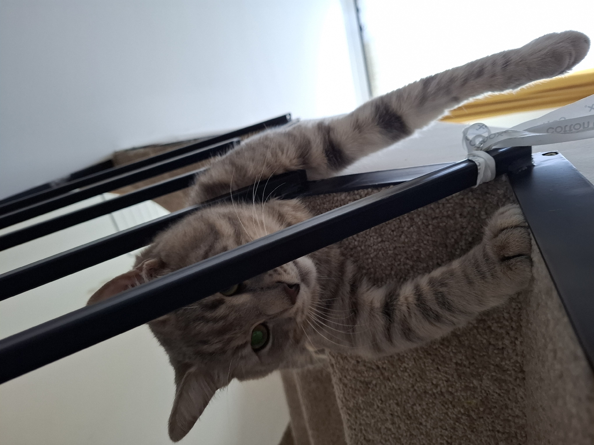 The image shows a grey tabby cat lying on carpeted stairs, partially obscured by a black banister. The cat's head is visible, with green eyes looking towards the camera. Its body is stretched out, with one paw hanging over the side of the stairs. There is a white tie around one of the banister rails. The background appears to be an indoor setting with natural light coming from a window. The provided information does not contain details about the location in Zemun Urban Municipality, Serbia.