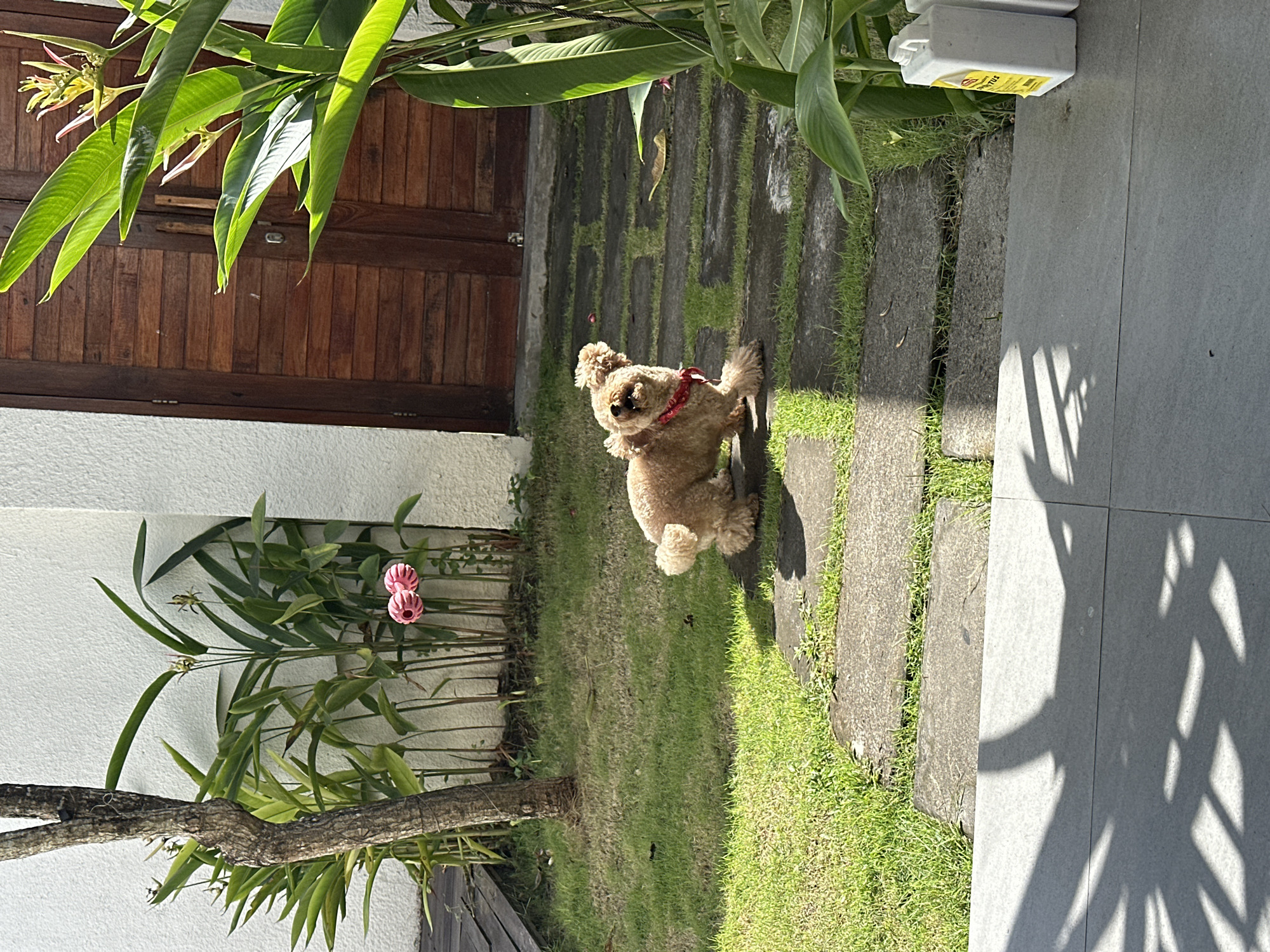 A medium-sized, apricot-colored poodle stands on a path of rectangular gray stones separated by patches of green grass. The dog is wearing a red collar and is in a seated position, looking directly at the camera with its front paws slightly raised. The path runs alongside a light gray concrete surface with shadows cast upon it. To the left, there is a white wall with green plants growing against it. A tree branch with pink flowers is visible. Further back, a brown wooden door is partially visible, framed by large green leaves. The setting appears to be a garden or courtyard in North Kuta, Indonesia, given the tropical foliage and architectural style. A white plastic container with yellow markings is in the top right.