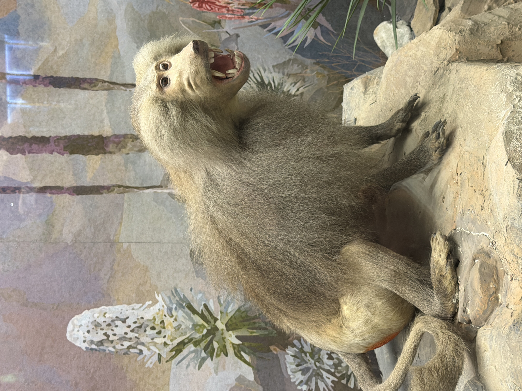 A taxidermied baboon with its mouth open in a snarl is positioned on a rock. The baboon is a light brown color with shaggy fur. Its teeth are visible, and its eyes are dark. The background is a painted diorama depicting a desert-like landscape with cacti and trees. The lighting is bright, suggesting the scene is displayed indoors, possibly in a museum or zoo.