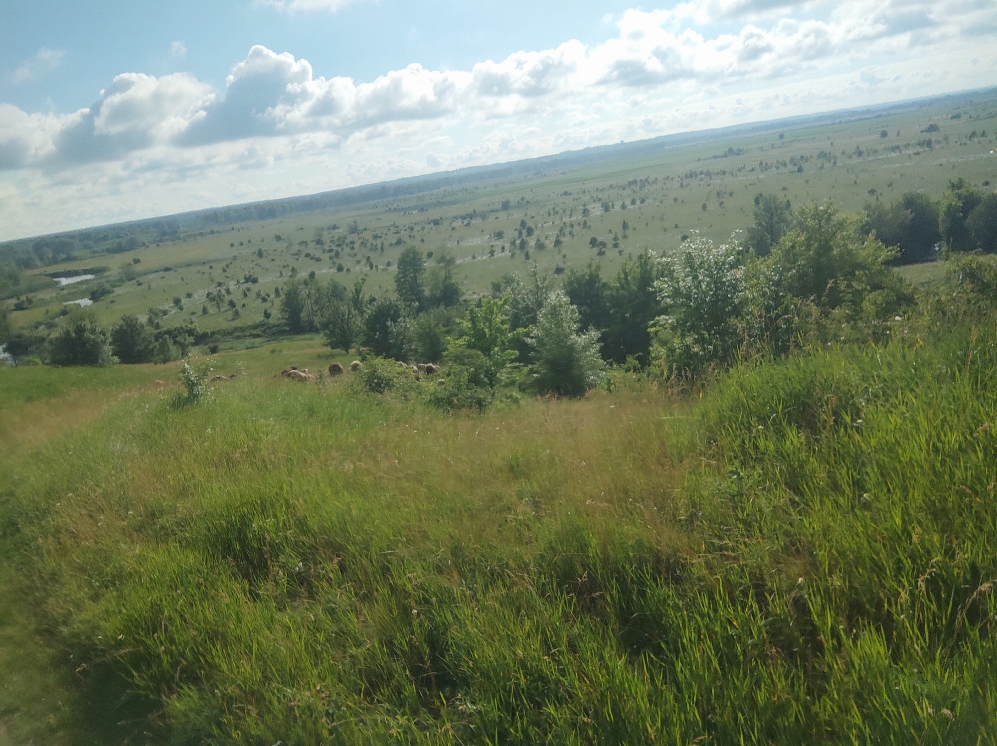 A wide-angle, low-angle shot captures a pastoral landscape under a partly cloudy sky. The foreground is dominated by a grassy hill, with lush green blades of grass varying in length and texture. In the mid-ground, a herd of sheep grazes on a gentler slope interspersed with trees. Beyond the sheep, the landscape unfolds into rolling fields dotted with scattered trees and some small bodies of water. The horizon is a distant, hazy line of more fields and faint tree lines, under a bright, light-blue sky with scattered white clouds. The overall impression is one of rural tranquility and open space.