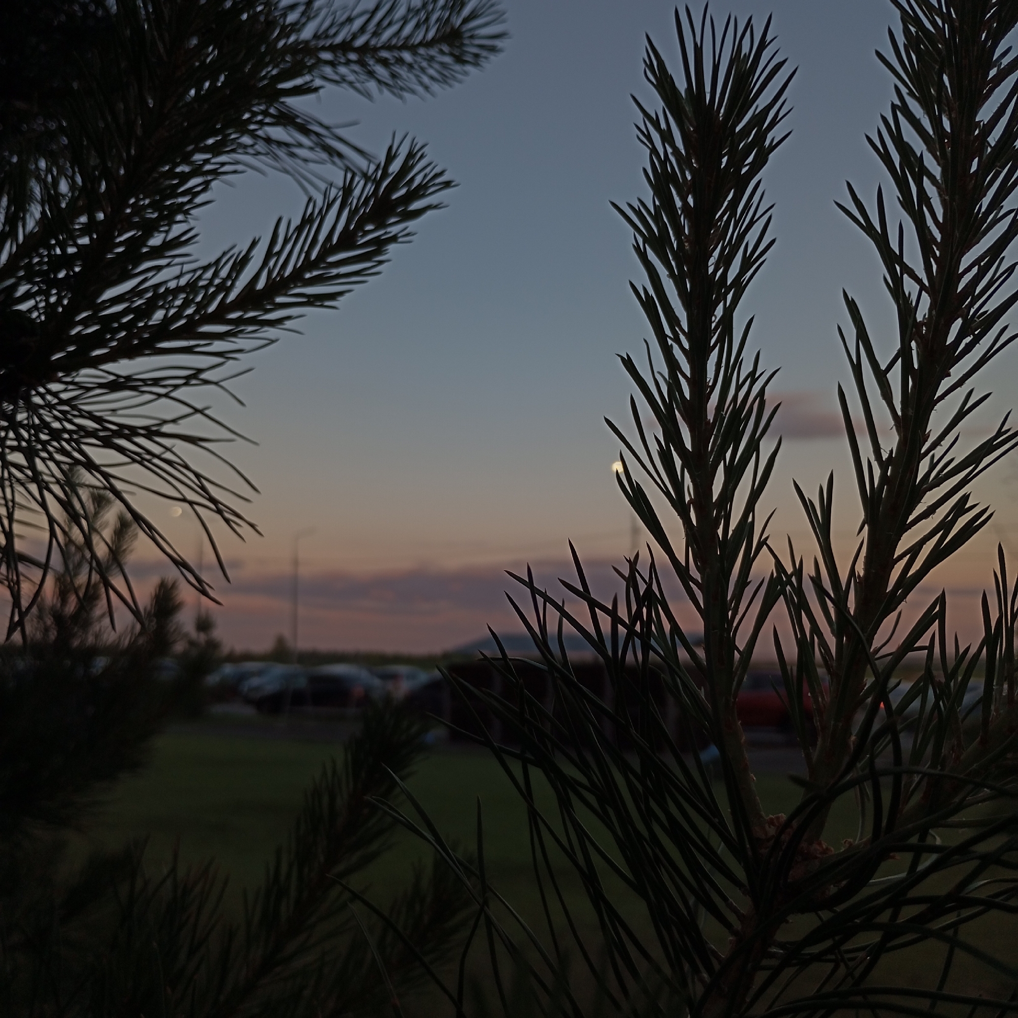The image is a close-up, low-angle, outdoor shot taken at dusk, with pine needles in the foreground silhouetted against a pale blue and pink sky. The sky transitions from a light blue at the top to softer pink and orange hues near the horizon, suggesting the sun has recently set. A small, crescent moon is visible in the upper left portion of the sky.
In the middle ground, out of focus, there is a hint of a landscape that appears to be a parking lot with several vehicles, some of which are dark-colored. A faint outline of a street light or utility pole can be seen to the right of center. The ground in the immediate vicinity of the parking lot appears to be green grass or low vegetation.
The extreme foreground is dominated by the dark, sharp needles of pine branches, obscuring portions of the background. The pine branches on the left are angled inwards, while those on the right are more vertical and fill the right side of the frame. The lighting suggests a low light condition, typical of twilight, with minimal detail discernible in the background objects.
The scene does not depict any individuals or specific identifiable landmarks that would pinpoint its exact location within Pervomaysky, Russia. The overall impression is one of a quiet, natural setting observed during a transitionary period of the day, with human activity in the distant background.