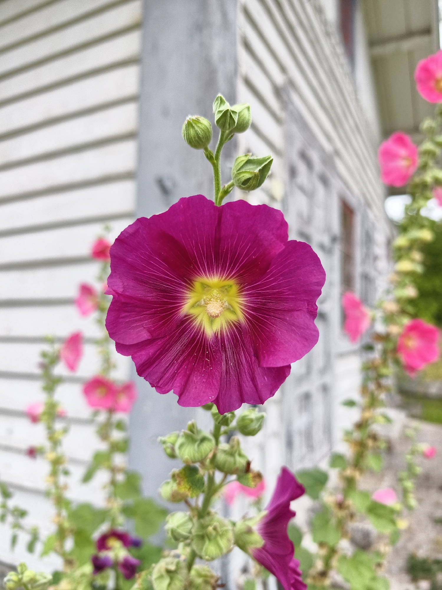 A close-up, vertical shot focuses on a vibrant magenta hollyhock flower in the foreground, its delicate petals unfurling to reveal a yellow stamen. Behind it, the white, horizontally-slatted siding of a building is visible, with a gray vertical pole obscuring part of the structure. Several other hollyhock plants with pink and magenta blooms and green buds are out of focus in the background, extending upwards. The scene appears to be an outdoor garden setting, likely in the town of Brokind, Sweden, given the architectural style and plant life. The lighting suggests it is daytime, possibly overcast, as there are no strong shadows.