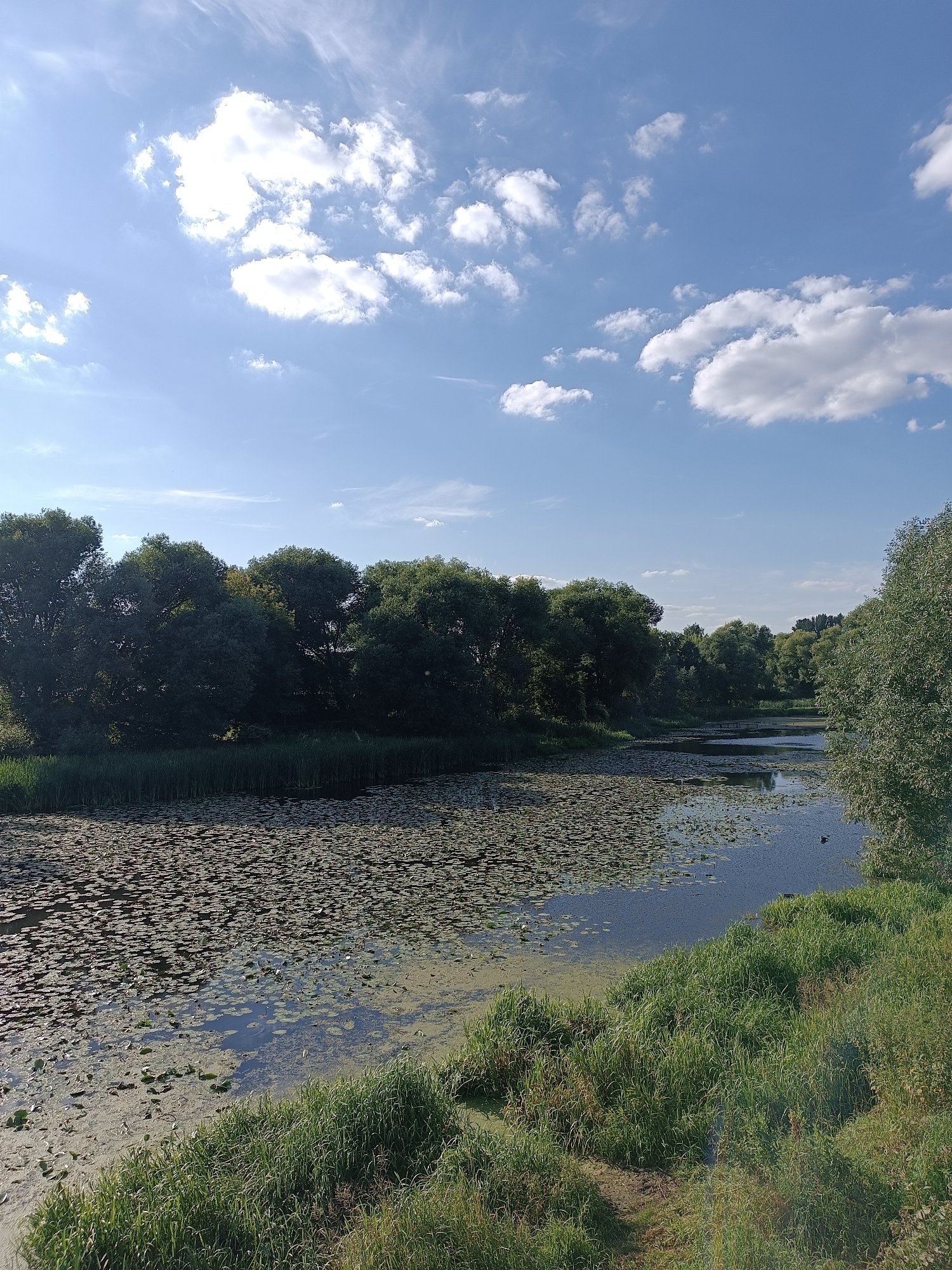 This is an outdoor, medium-shot, vertical photograph of a river scene on a sunny day. The sky is blue with scattered white clouds. The river is covered with lily pads and vegetation. Dense green trees line the banks of the river, forming a natural barrier. Tall green grass grows along the foreground, obscuring the river bank. The image appears to be taken from a slightly elevated position, possibly a bridge or a hill, overlooking the river and its surroundings. The location is the Bykovka River in Zhukovsky, Russia. There are no people or animals visible in the frame.
