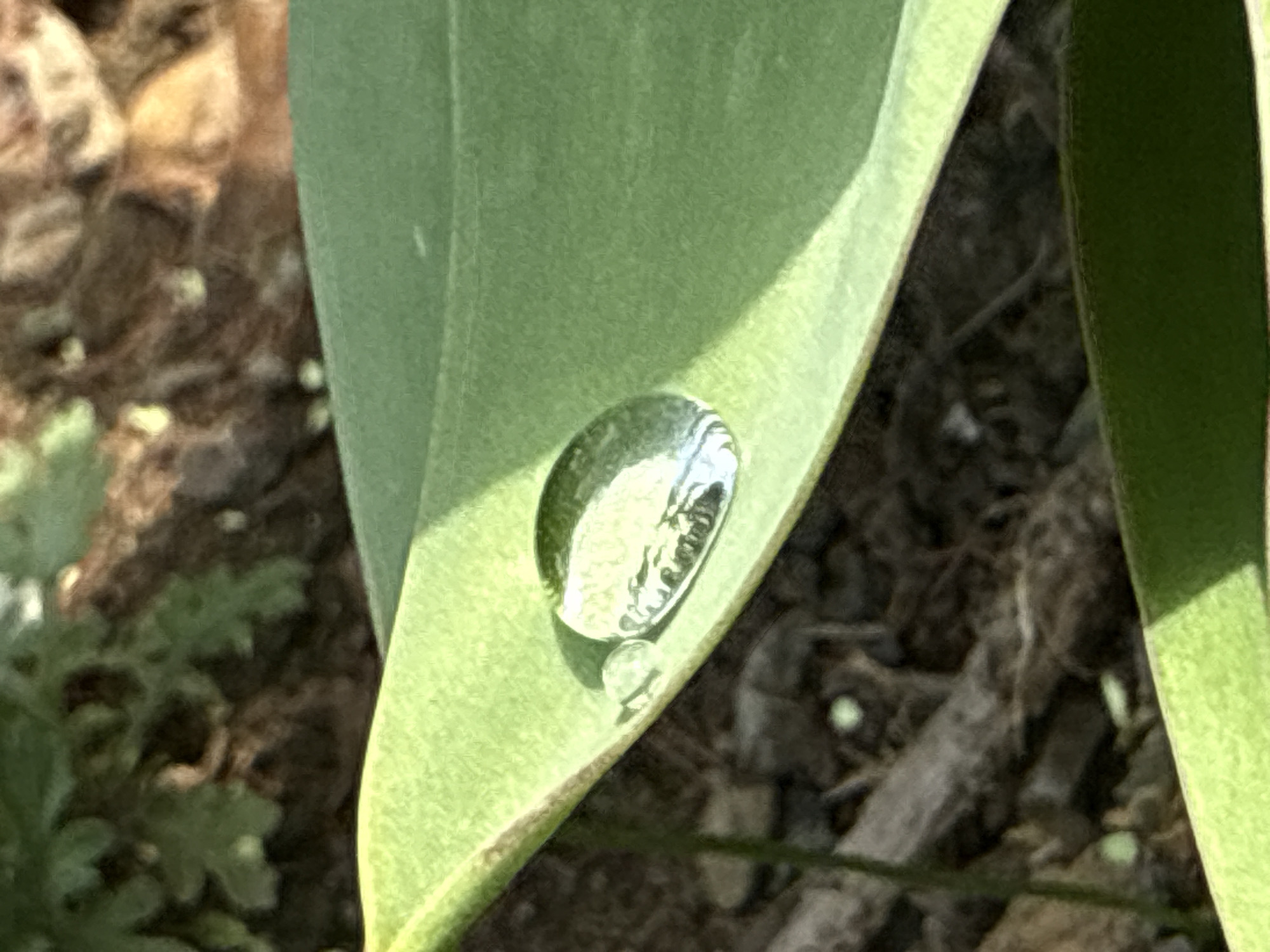 A close-up captures a single dewdrop clinging to the edge of a broad, light green leaf. A smaller droplet hangs just below the larger one. The reflection within the dewdrop reveals a distorted image of the surrounding environment. The background consists of a blurry mix of dark soil, small rocks, and scattered bits of plant debris. The location, Pirne, Bulgaria is not confirmed within the visual information.