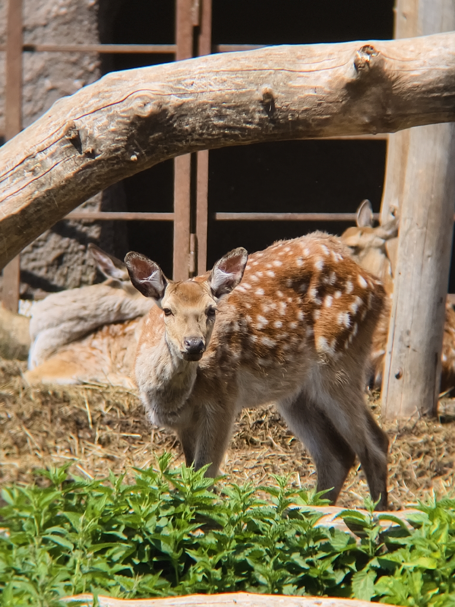 This image captures a close-up scene within an animal enclosure, likely a zoo or sanctuary in Izhevsk, Russia, under bright, clear daylight. The main subject is a young deer, a fawn with a light reddish-brown coat distinctly marked with numerous bright white spots, standing centrally and looking directly towards the viewer. Its large ears are perked, and its nose appears moist.
In the foreground, a dense patch of vibrant green foliage, possibly nettles, occupies the bottom part of the frame. The ground beneath the deer is covered with dry hay or straw.
Several other deer are visible in the background. One appears to be lying down on the left, partially obscured by the main fawn. Another deer is partially visible behind the main fawn and a sturdy wooden post on the right side of the frame.
A prominent, rough-hewn wooden log extends horizontally across the top section of the image, partially framing the scene. Behind the deer and the log, part of an enclosure structure is visible, featuring dark vertical and horizontal bars, indicating a managed habitat. The bright sunlight suggests a clear, sunny day. No text is visible in the image.
