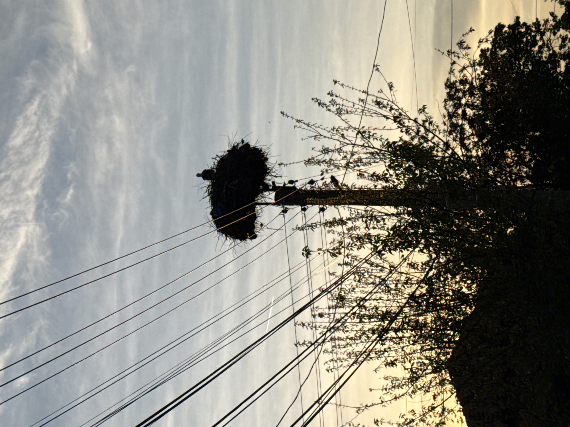 A low-angle, obscured view of a bird's nest constructed on top of a utility pole in Septemvri, Bulgaria. The nest, silhouetted against the sky, appears large and constructed of twigs and foliage. Several power lines emanate from the pole, running diagonally across the frame. The sky is overcast with light clouds. A tree with dense foliage is located to the right of the utility pole, partially obscuring it. The tree is silhouetted due to backlighting.