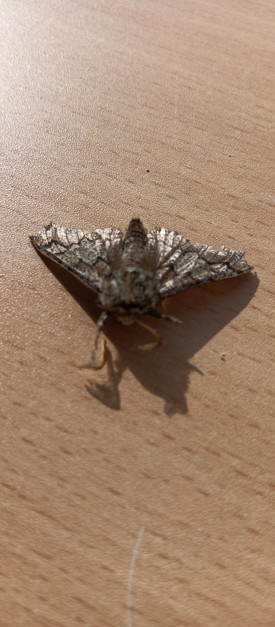 A moth rests on a surface. The moth is a mottled gray color with a wide wingspan. The surface appears to be wood grain. Location: Unknown, Unknown.