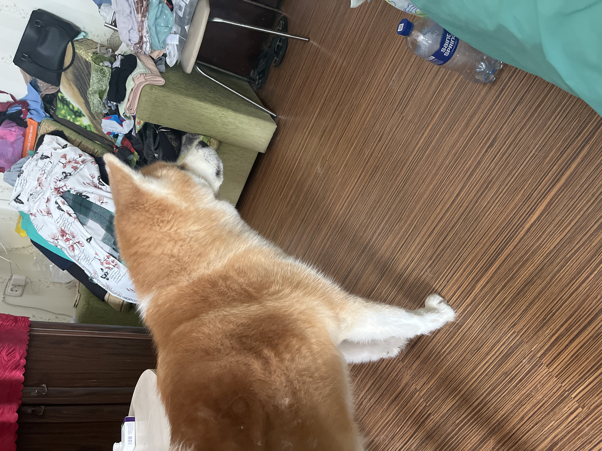 The image depicts an indoor scene, likely a living room, with a Shiba Inu dog standing on a wooden floor. The dog is primarily reddish-brown with white markings on its legs and face, and it is looking to its right. The background is cluttered with various items, including piles of clothes, a green sofa, a dark wooden cabinet, and a chair with a table. A bottle of water is visible on the floor near the dog. The environment appears somewhat disorganized, with items strewn across the furniture and floor. There are no people visible in the image. The presence of a bottle of "Saint Spring" water on the floor could suggest a home environment. The context of Minsk, Belarus, is provided, but there are no specific visual cues within the image to confirm or deny this location.