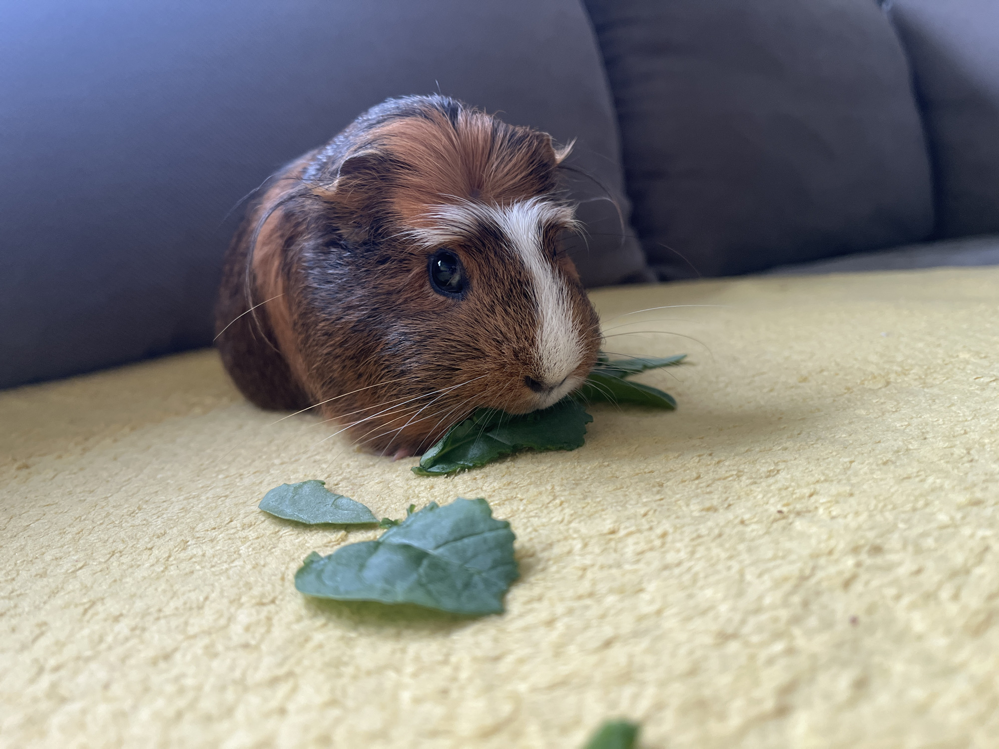 A guinea pig with brown and red fur and a white stripe on its face is sitting on a yellow surface and eating green leaves. Part of a gray couch is visible in the background. The location is unknown.