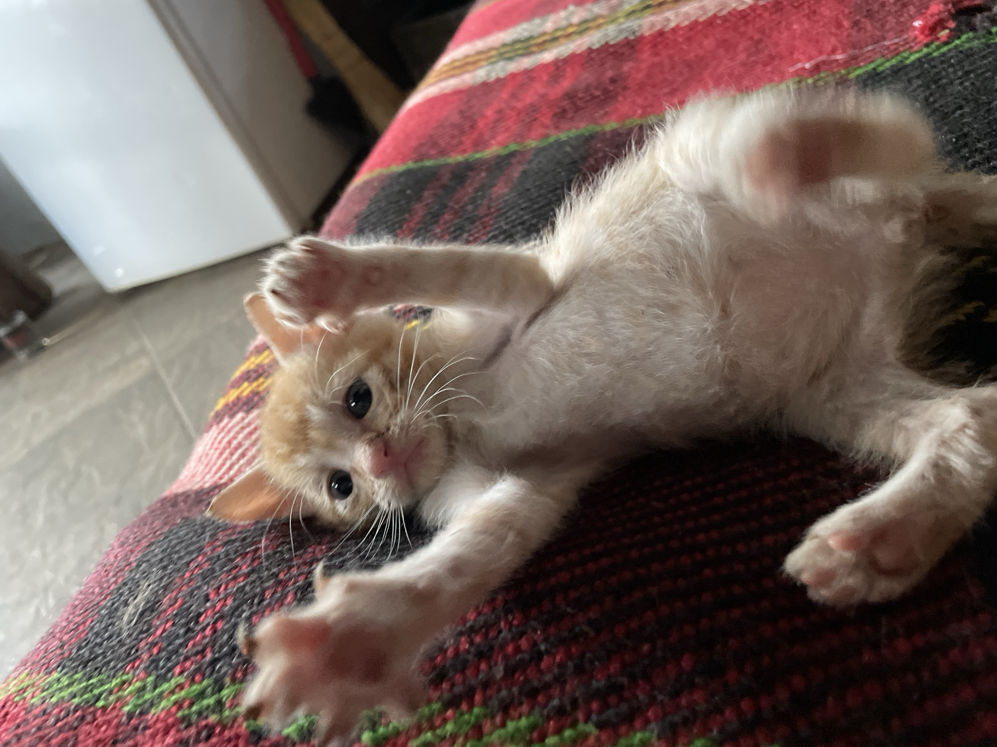 A small, light orange tabby kitten is lying on its back on a multicolored blanket. Its paws are extended upward, and it is looking at the camera. The blanket has stripes of red, black, green, and yellow. A white appliance is visible in the blurred background. The location is Zlatograd, Bulgaria.