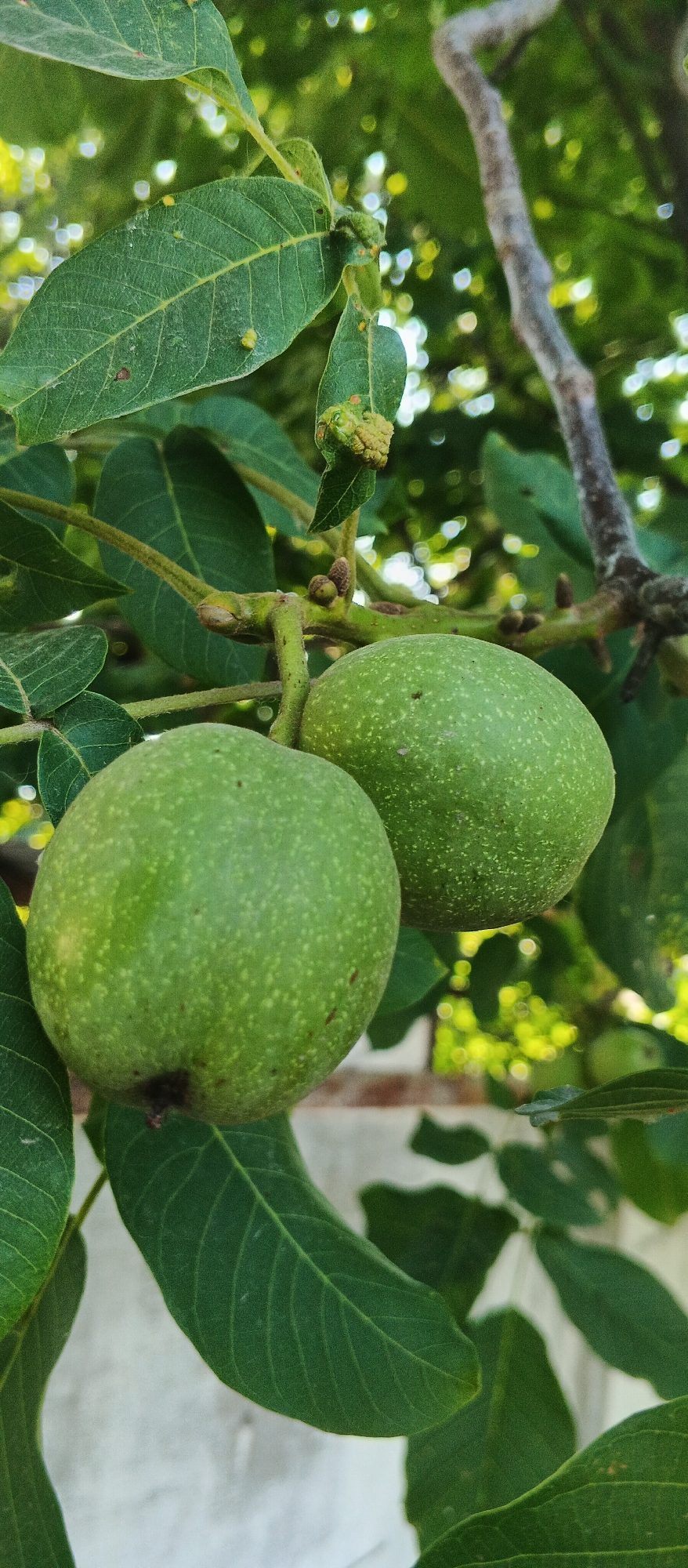 Two unripe green walnuts hang from a tree branch, surrounded by dark green leaves. The walnuts are round and have a textured, speckled surface. The background is blurred, showing dappled sunlight filtering through more foliage and tree branches. A light-colored wall or structure is partially visible at the bottom. The image does not contain any people.