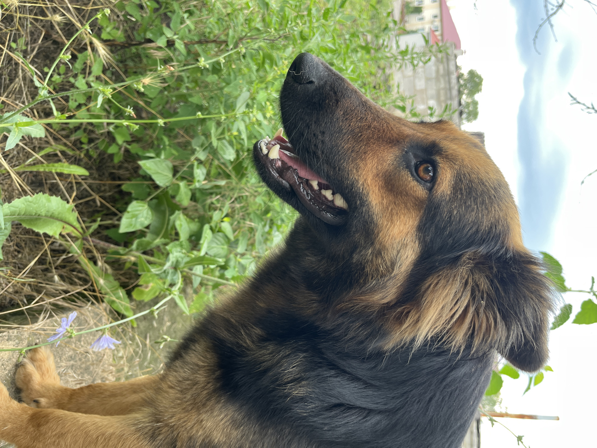 The image shows the head and shoulders of a German Shepherd-type dog in profile, facing left. The dog has a black and tan coat, with brown fur around its eyes and muzzle, and black fur on its head and back. Its mouth is open, revealing its teeth and pink tongue. The dog is standing in front of a background of green foliage. In the background, there are buildings and a cloudy sky. The scene appears to be outdoors in a residential area. The specific location is stated to be the city of Dnipro, Ukraine.